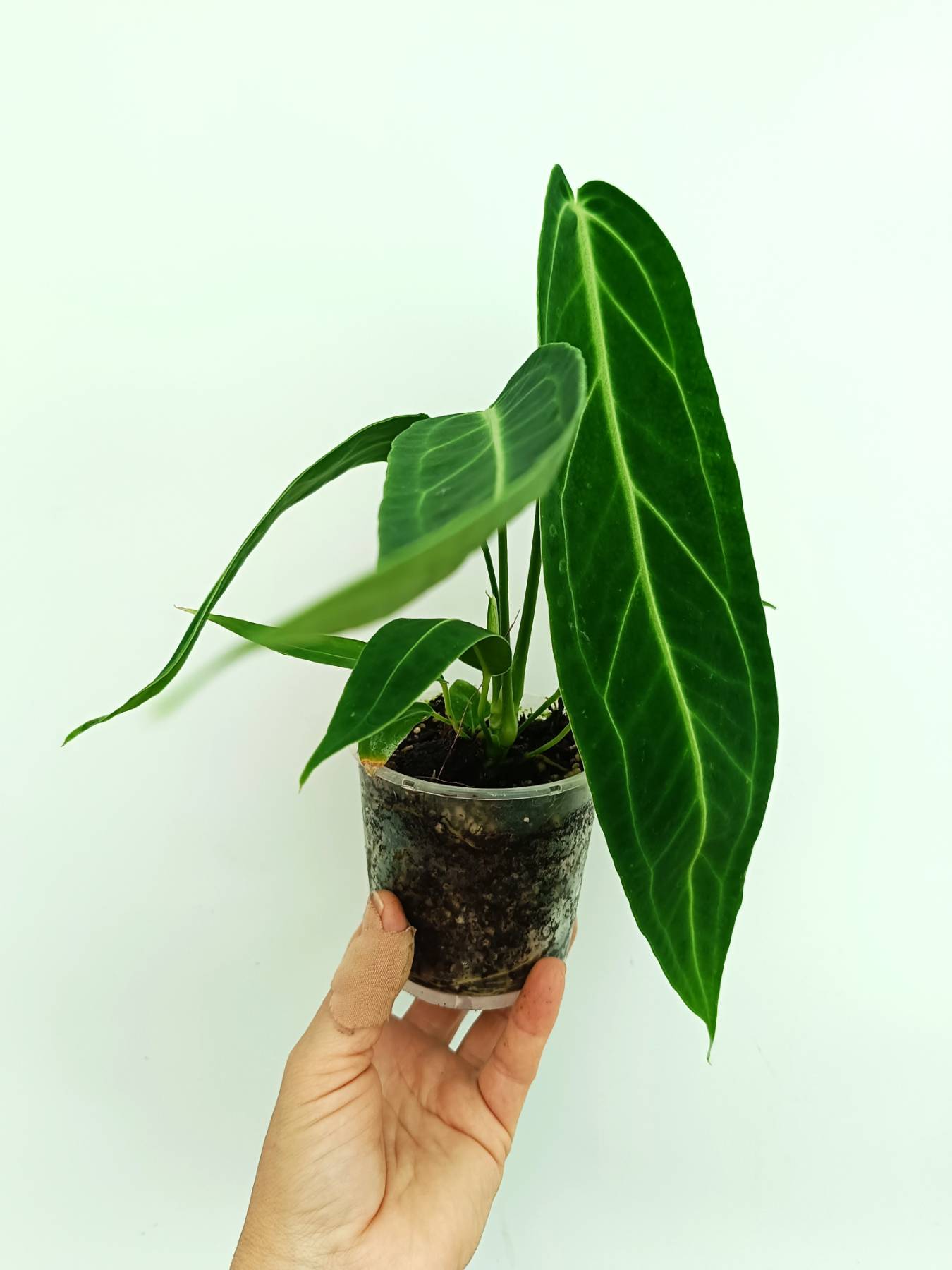 Anthurium warocqueanum