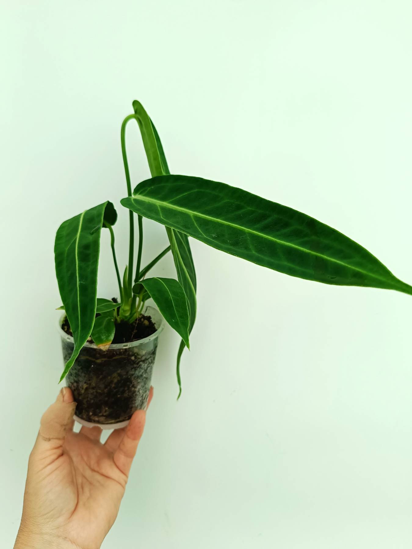 Anthurium warocqueanum