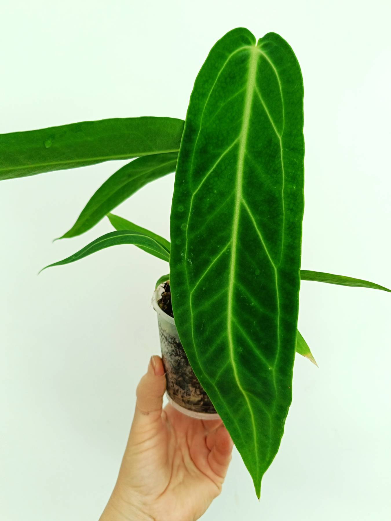 Anthurium warocqueanum