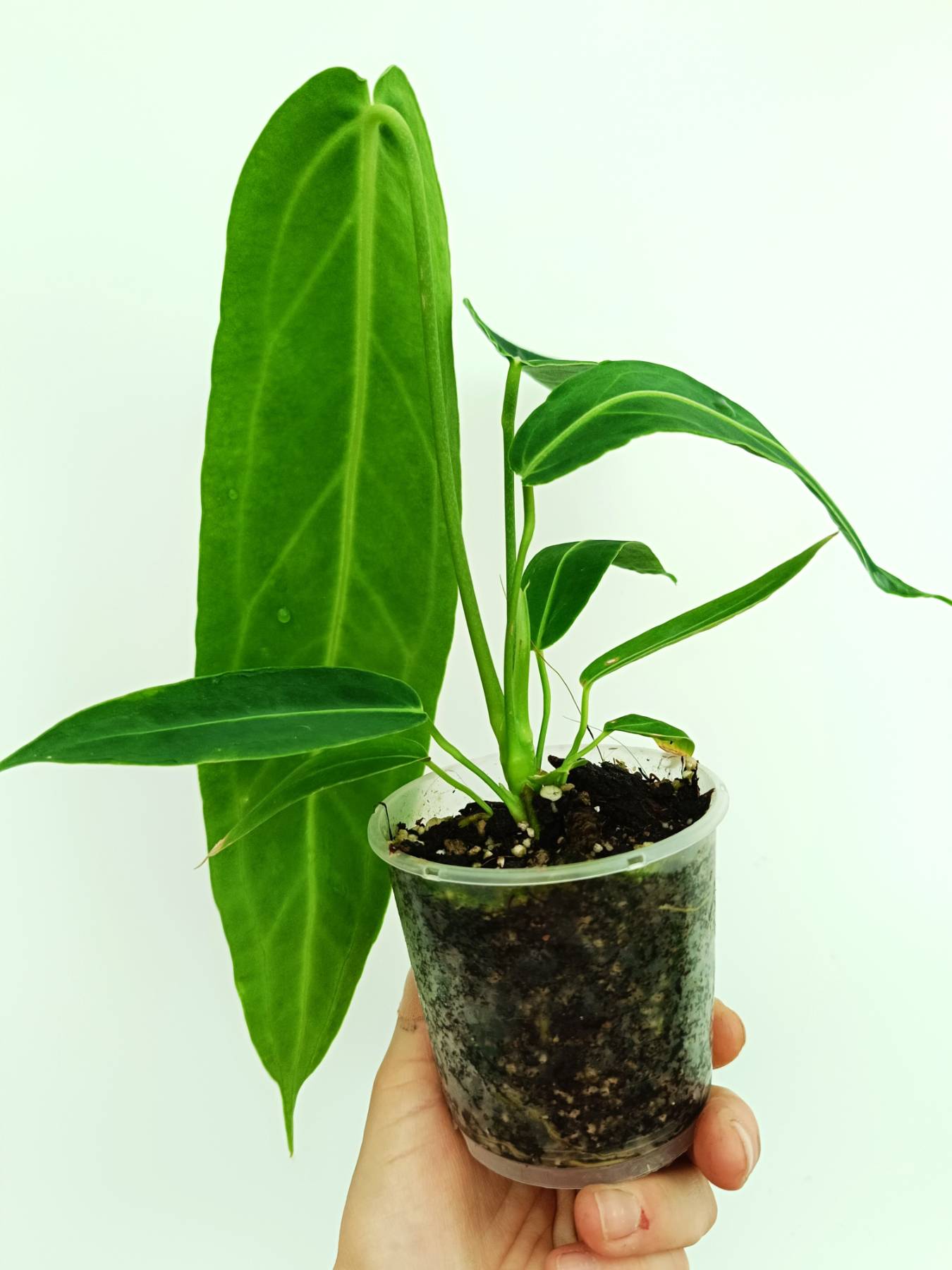 Anthurium warocqueanum