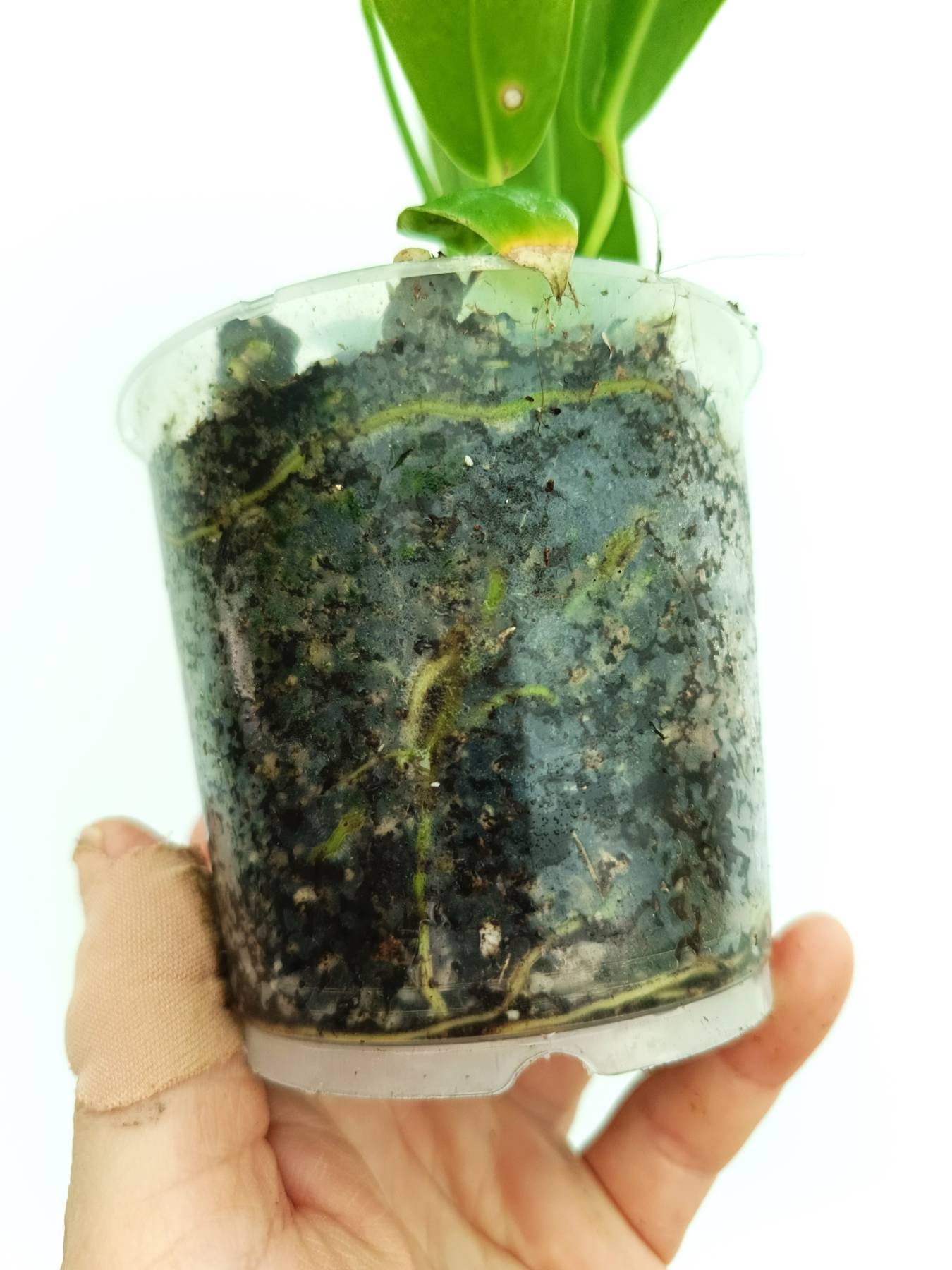 Anthurium warocqueanum