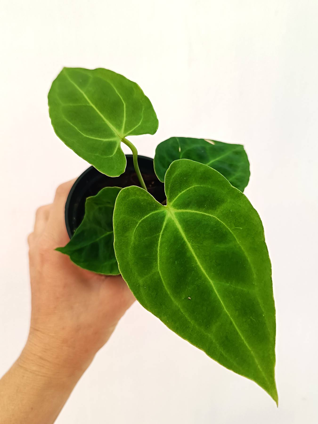 anthurium cf besseae green Anthurium Besseae hybrid