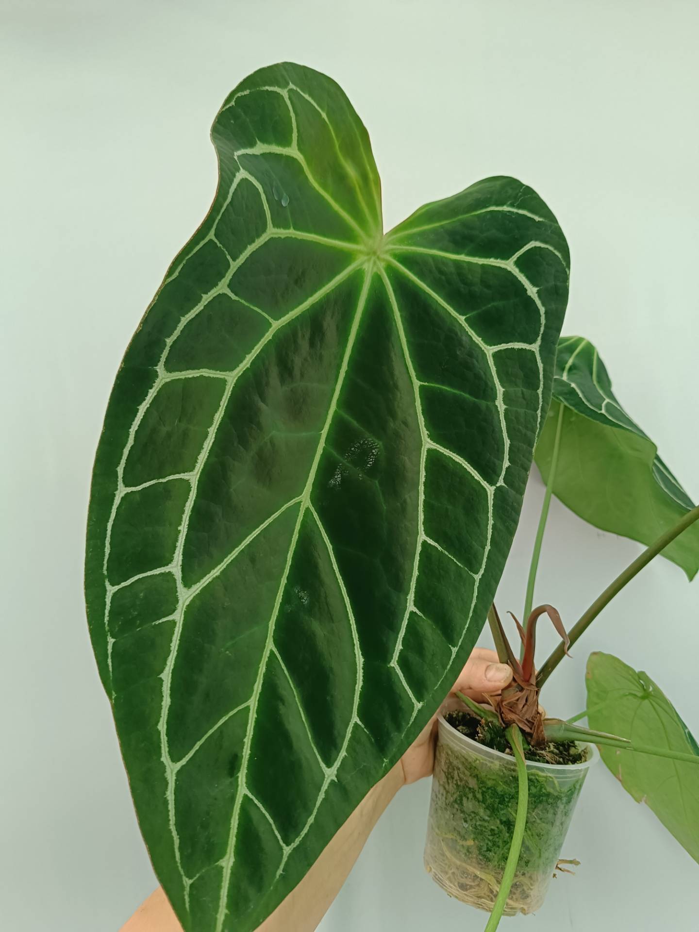 anthurium south africa Anthurium Crystallinum South America