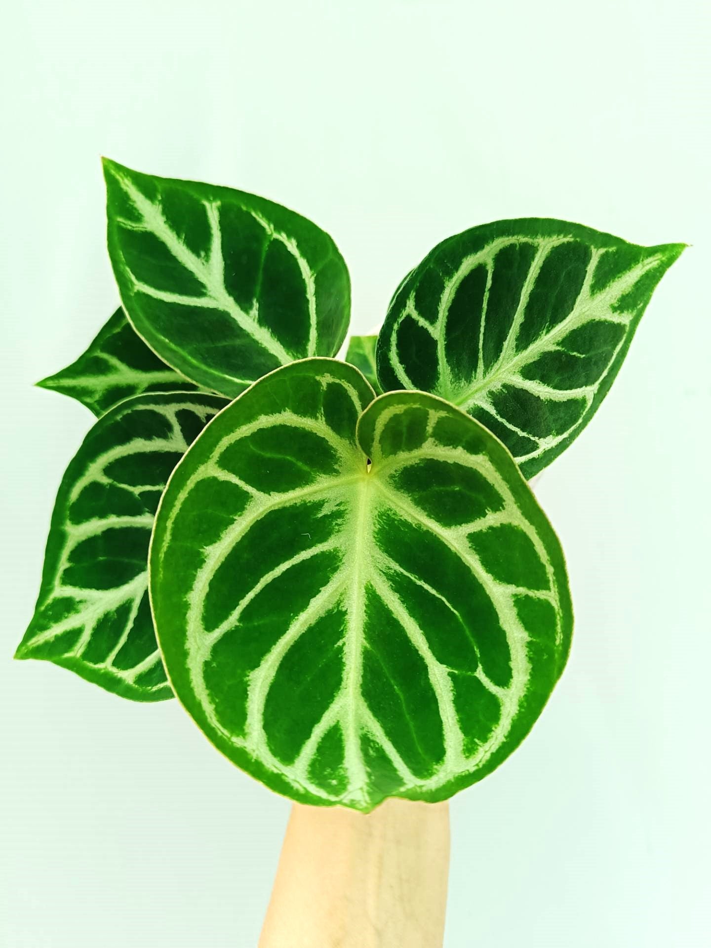 anthurium crystallinum dorayaki Anthurium Dorayaki