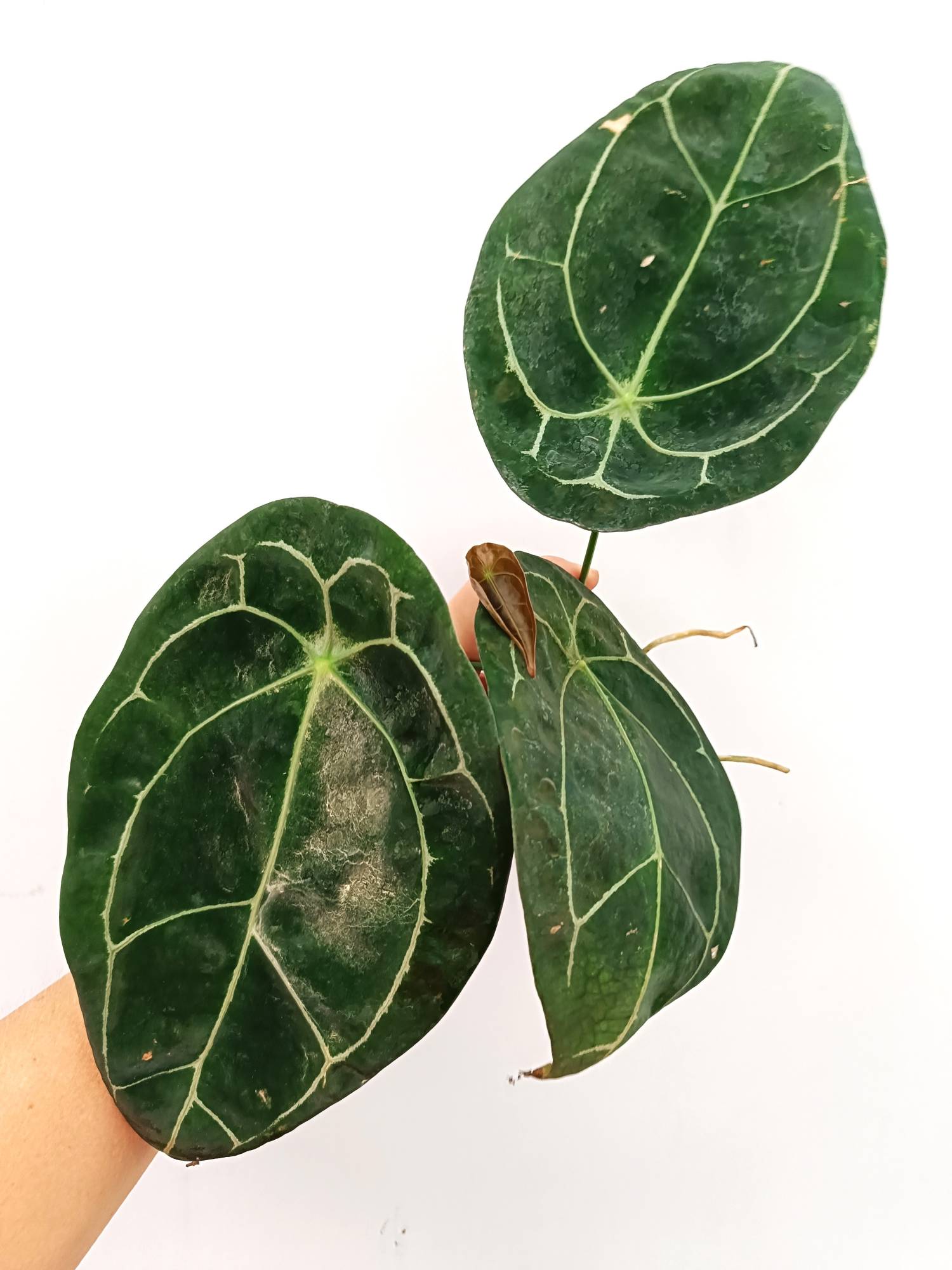 Anthurium Forgetii
