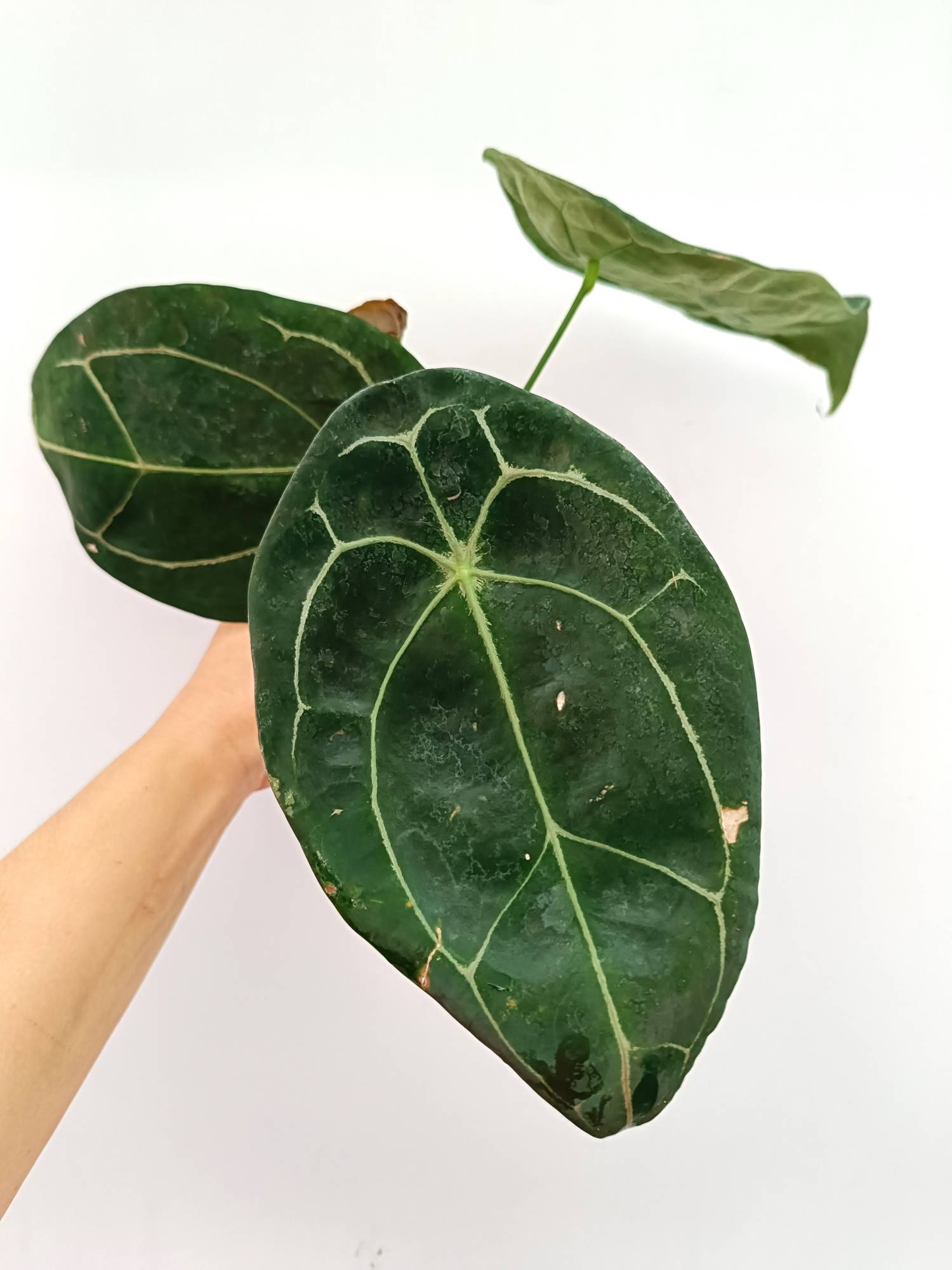 Anthurium Forgetii