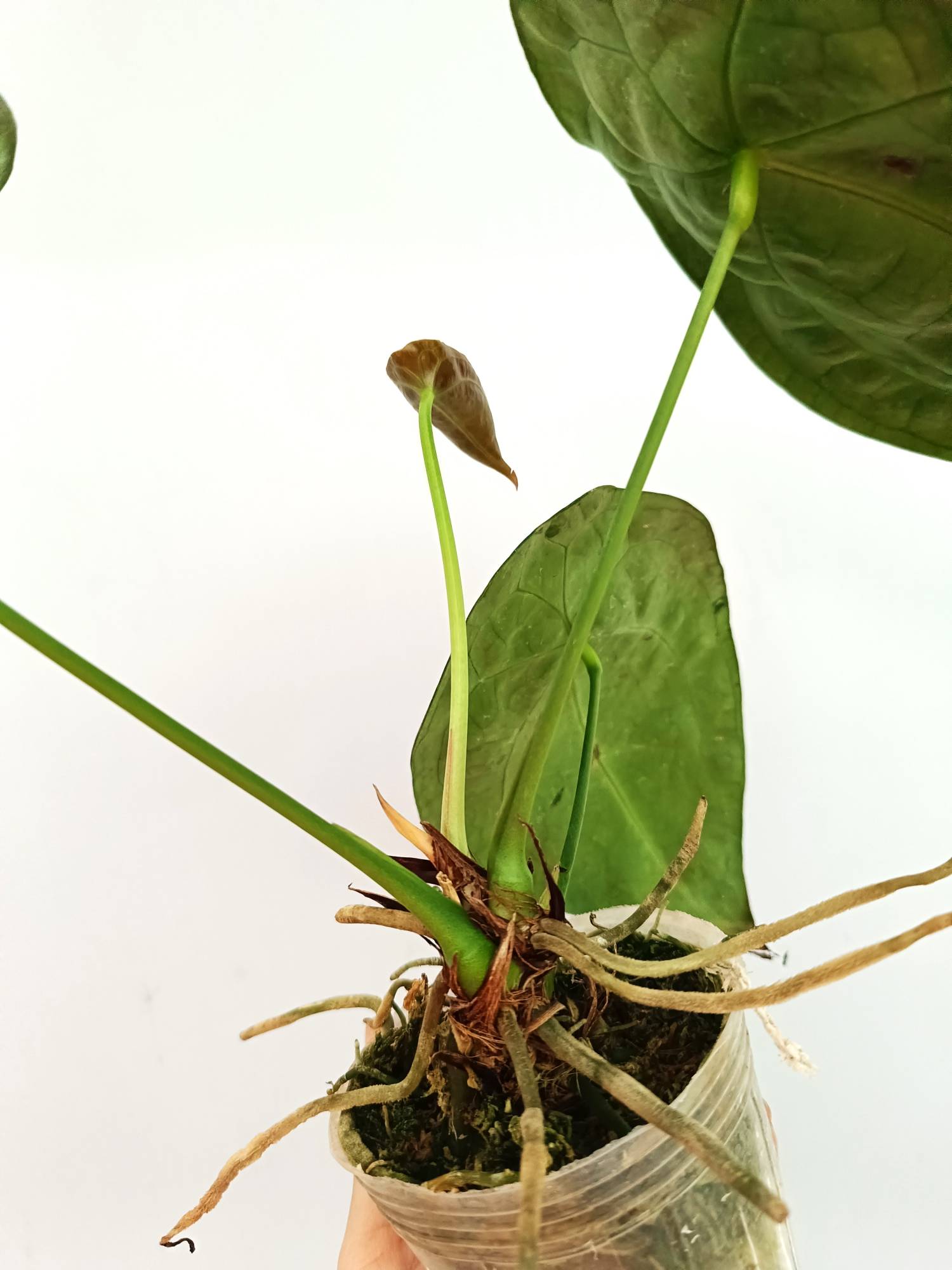 Anthurium Forgetii