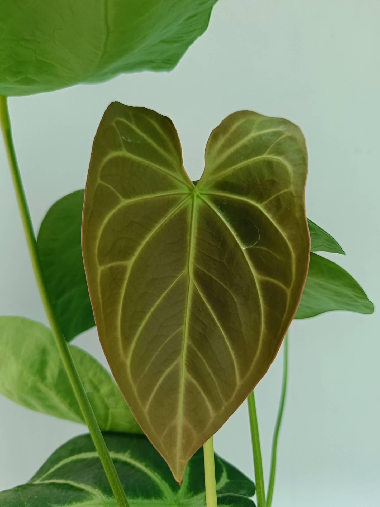 anthurium roga Anthurium Forgetii x Regale