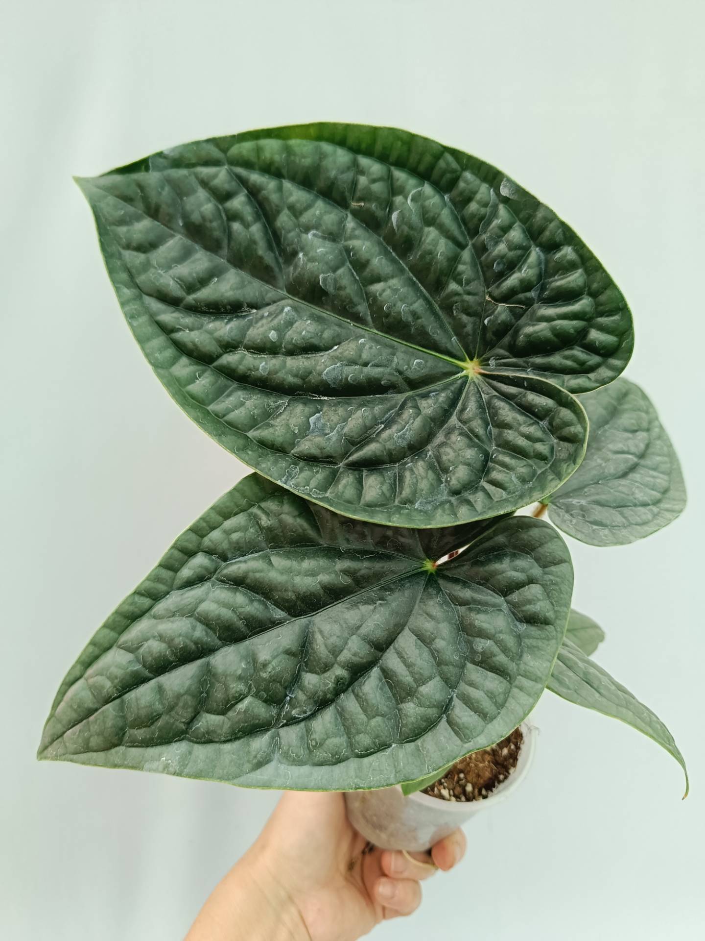 高さ47cm程 安心の大株 Anthurium Luxurians ハイブリッド Anthurium Luxurians *Growers Choice* – Fontanimal Plant House