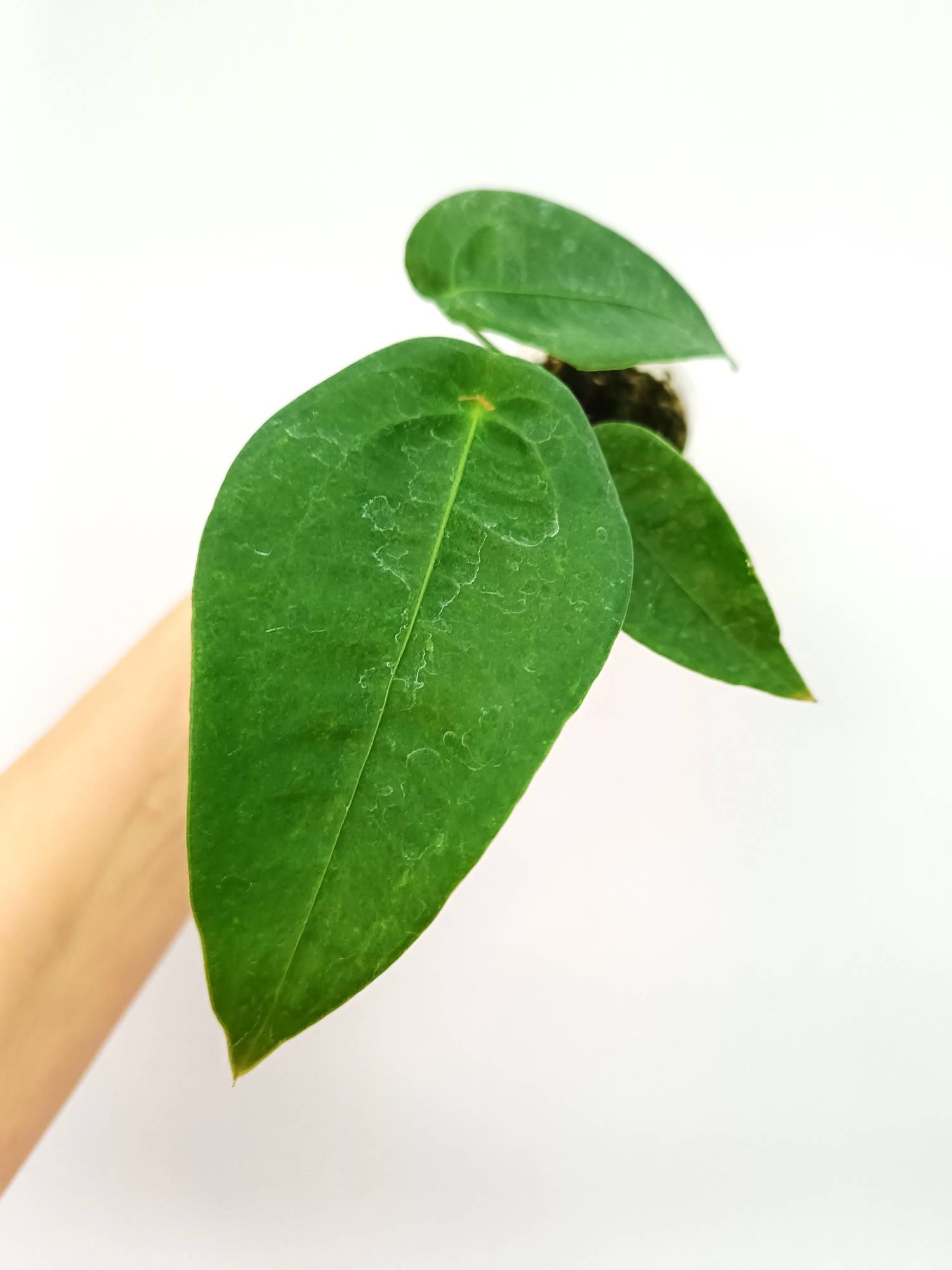 Anthurium Peltigerum