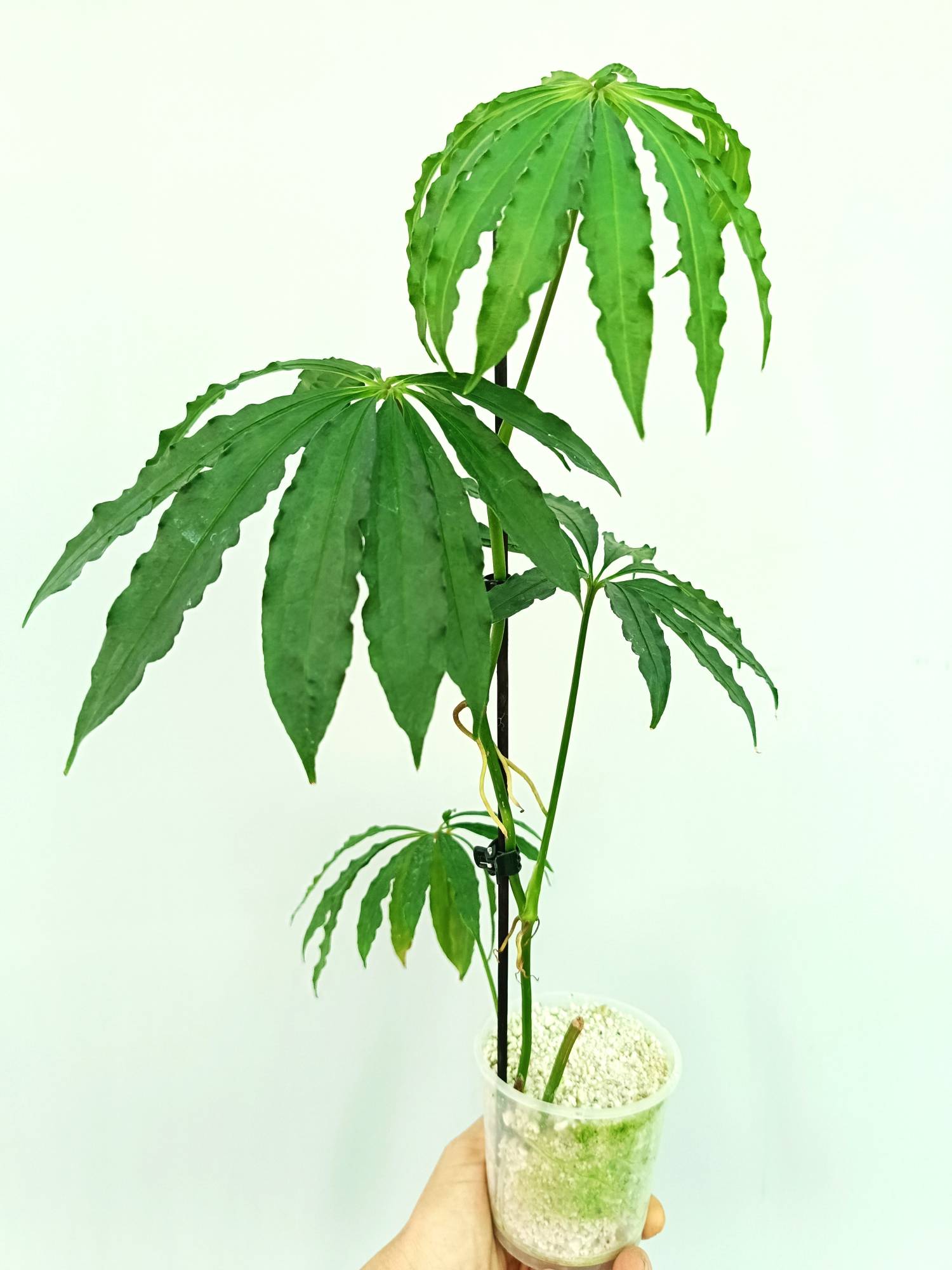 Anthurium Polyschistum