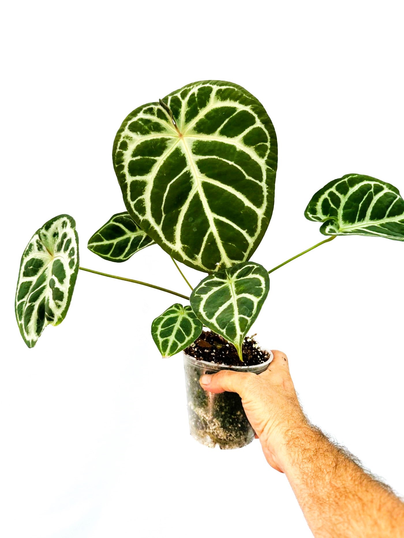 Anthurium Red Crystallinum x Silver Blush