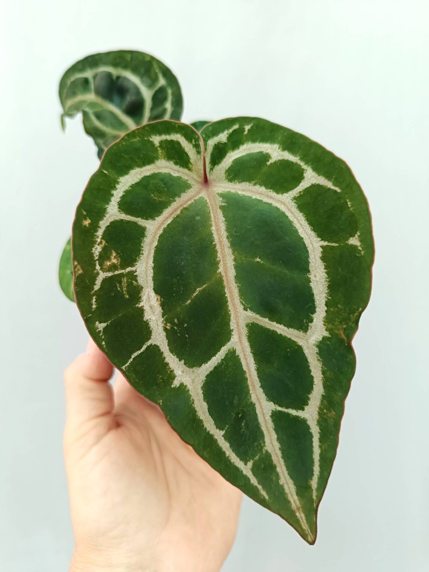 Anthurium Red Crystallinum (young plant) | Welovetropicalplants