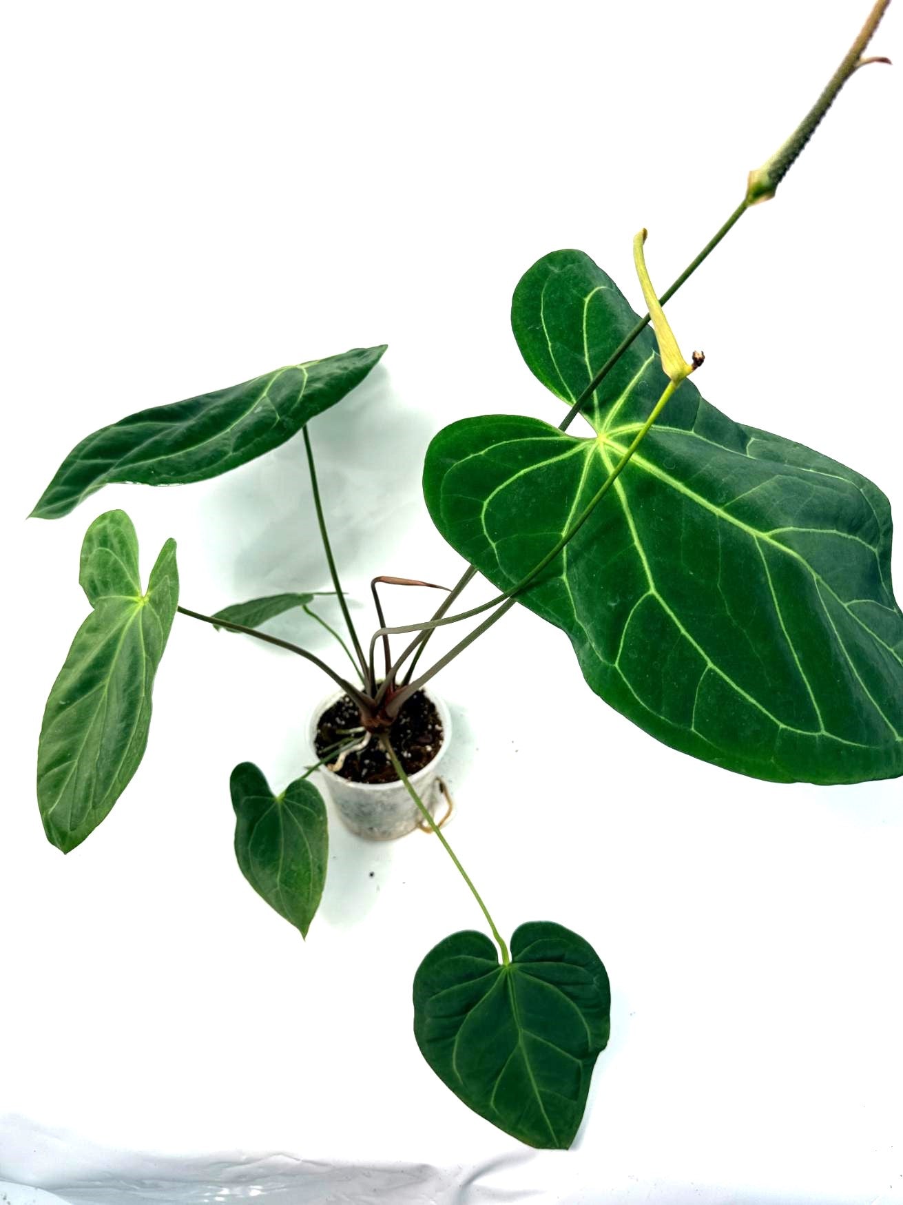 Anthurium Papillilaminum x Magnificum