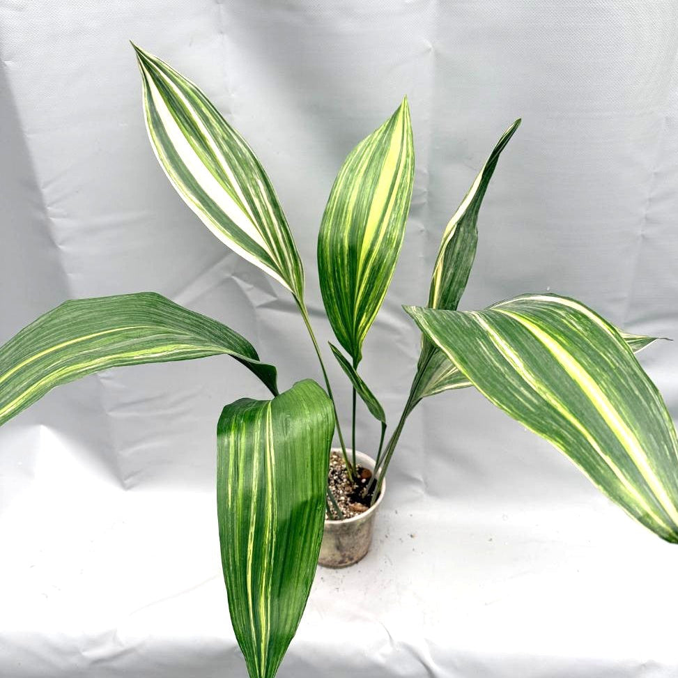 Aspidistra variegata intera