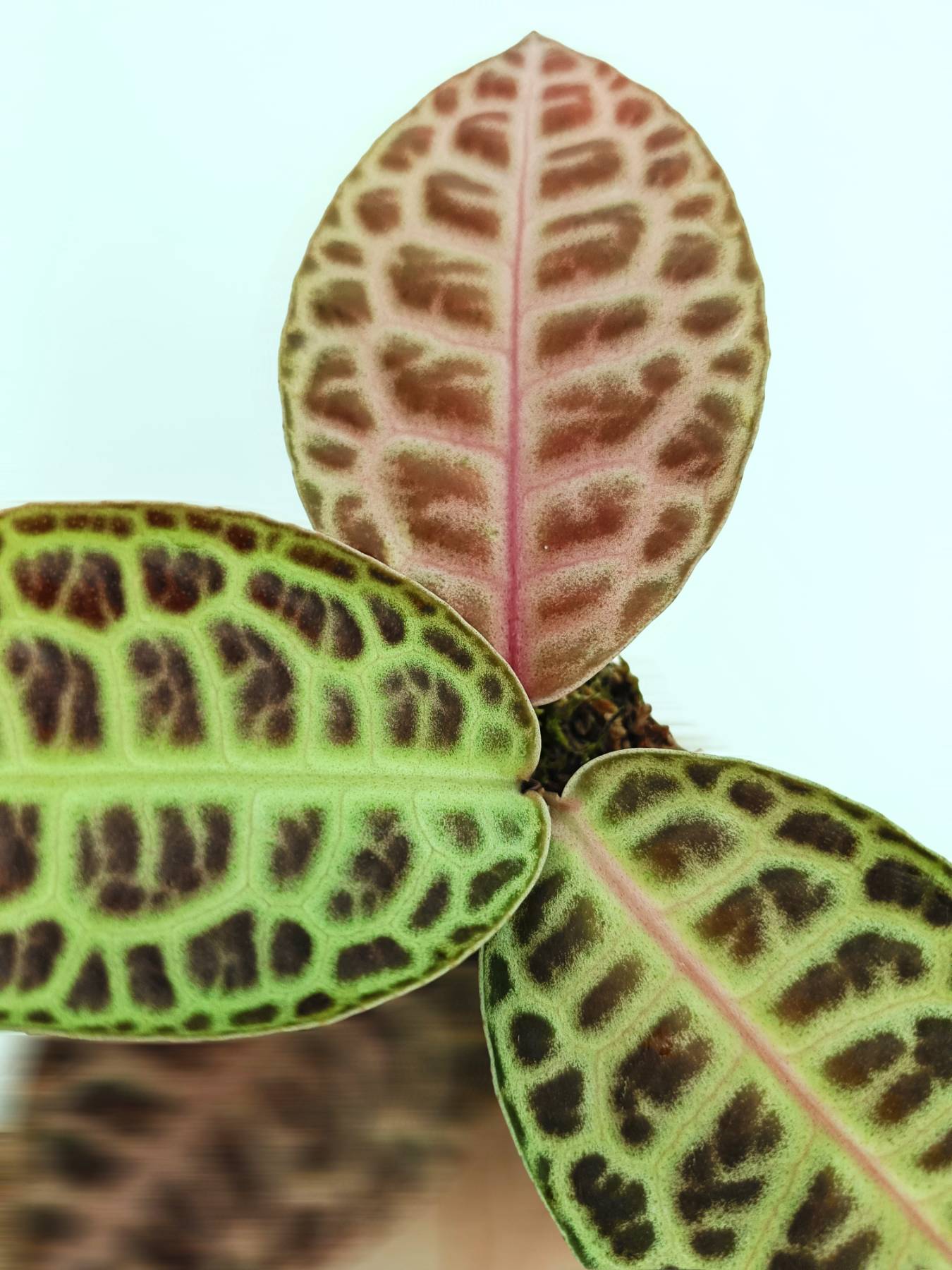 Ardisia sp. turtle back