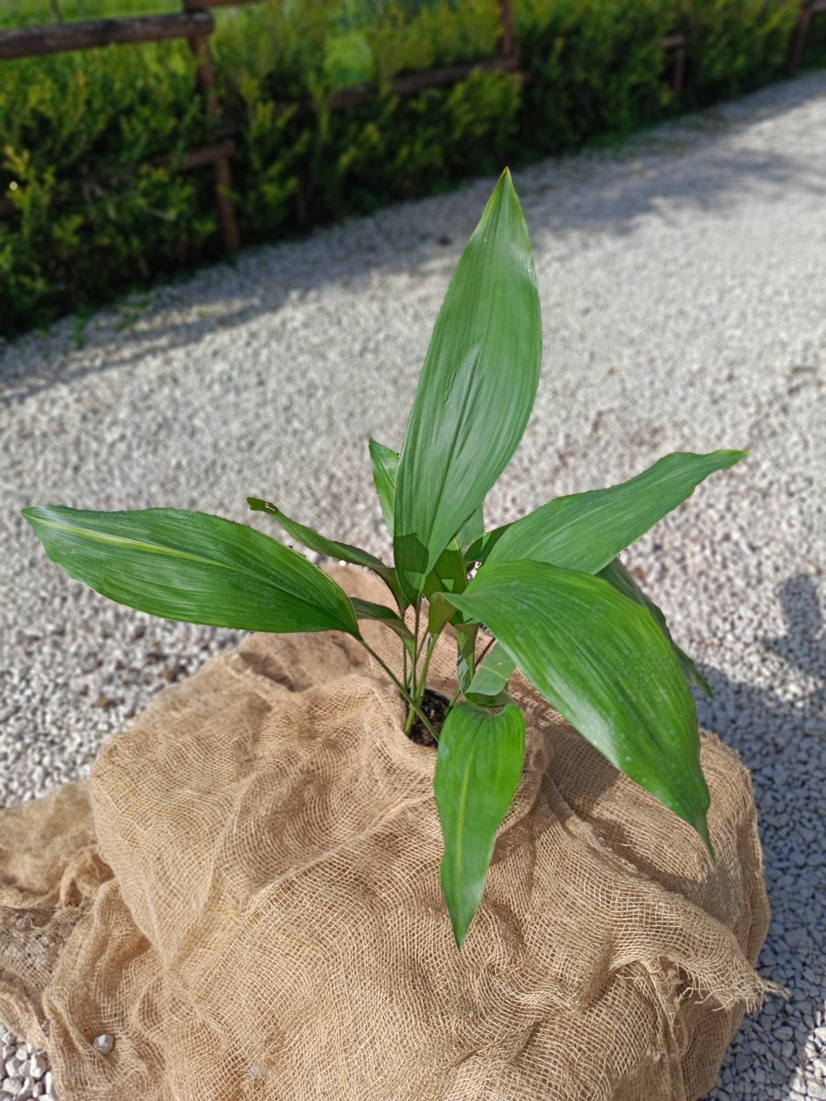 Aspidistra green for FREE