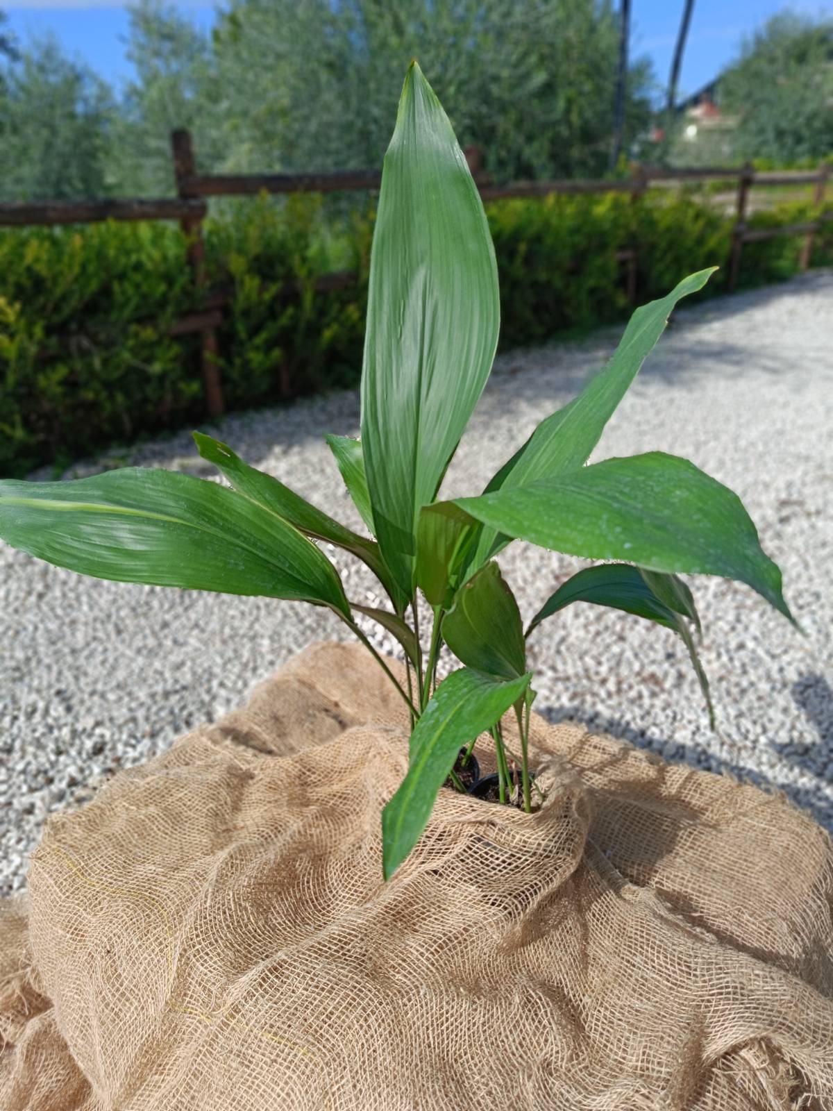 Aspidistra green GRATUITO
