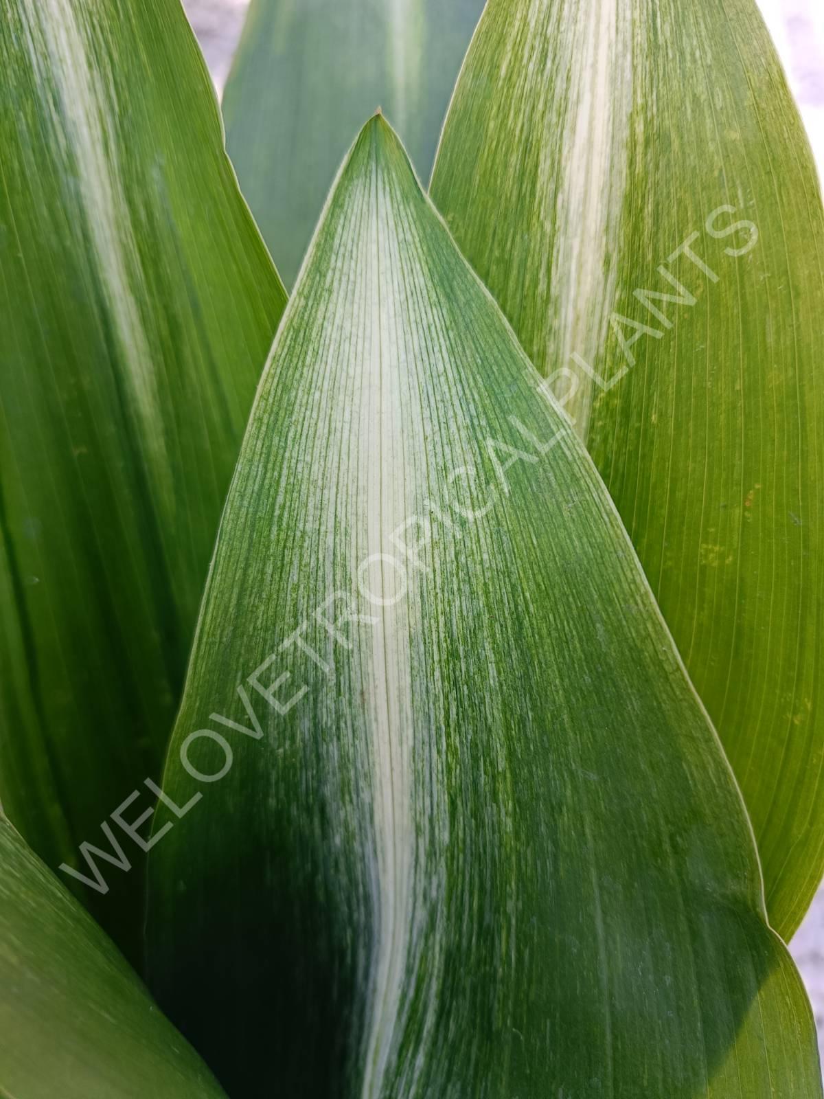 Aspidistra elatior Asahi