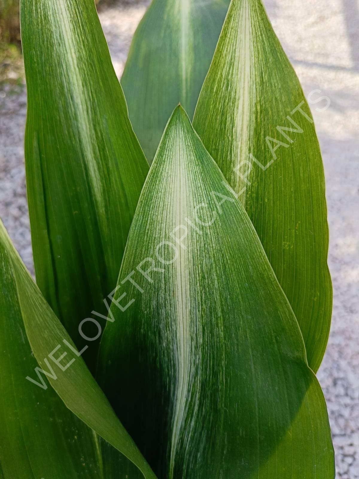 Aspidistra elatior Asahi