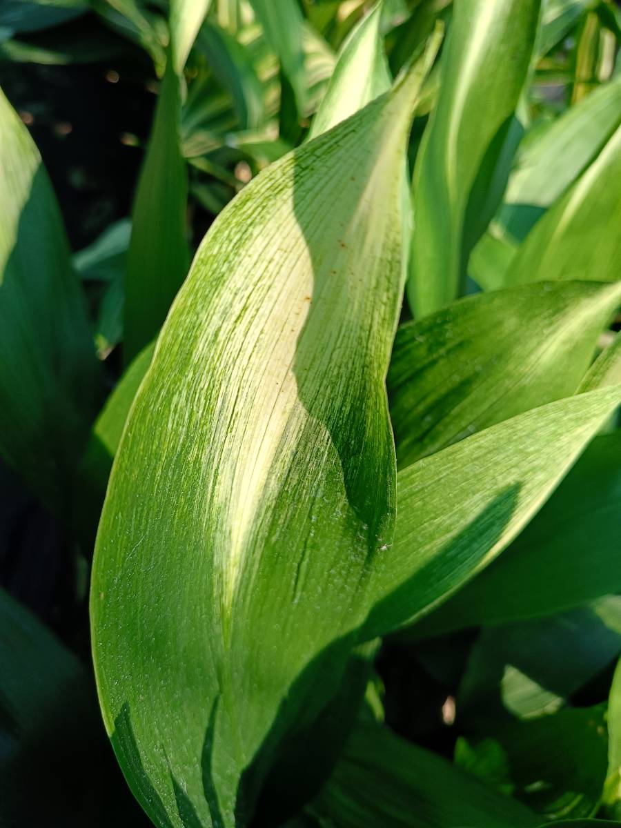 Aspidistra elatior asahi