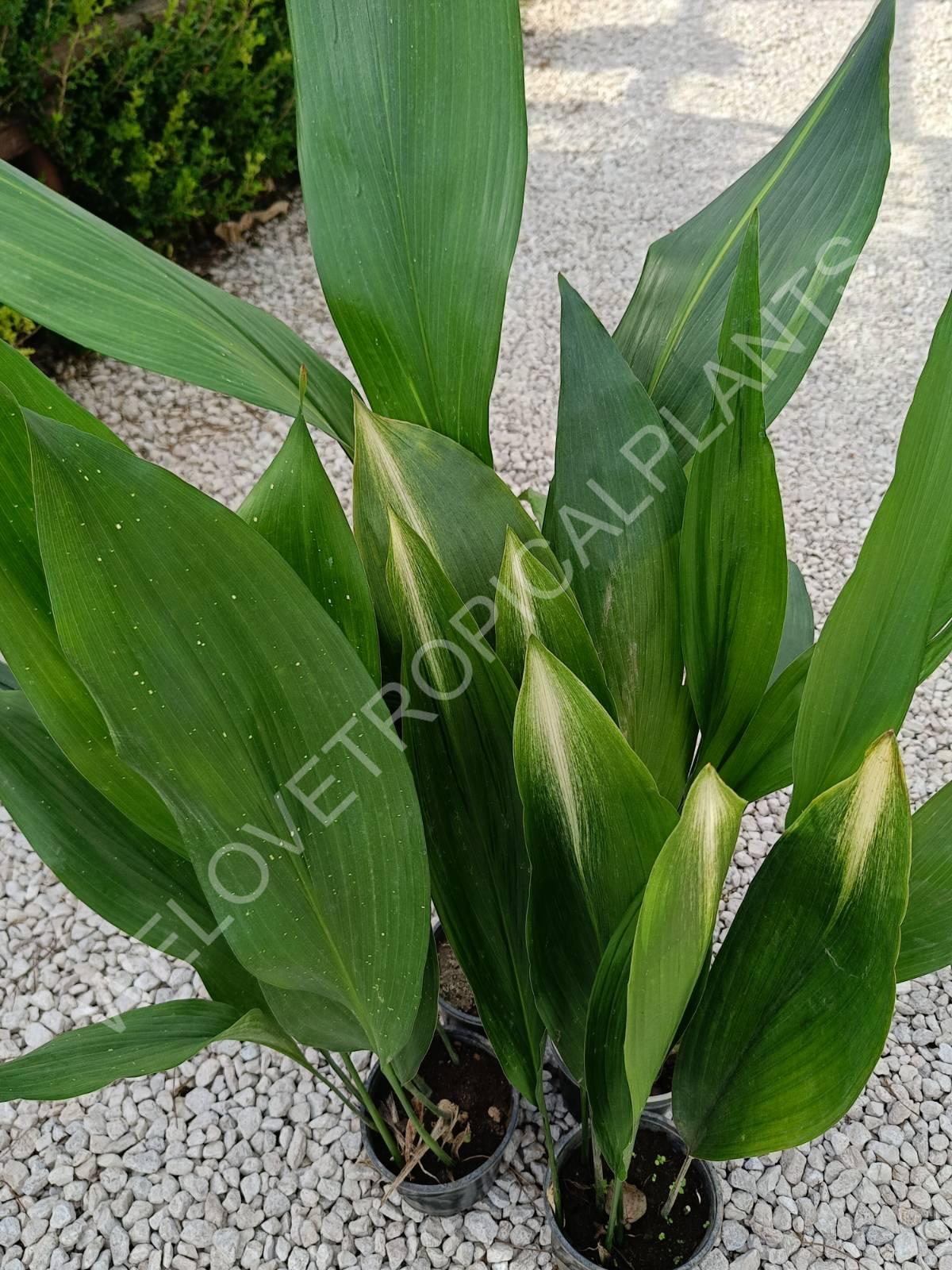 Set of aspidistras 4 in 1