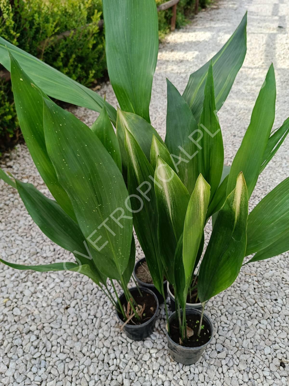 Set of aspidistras 4 in 1