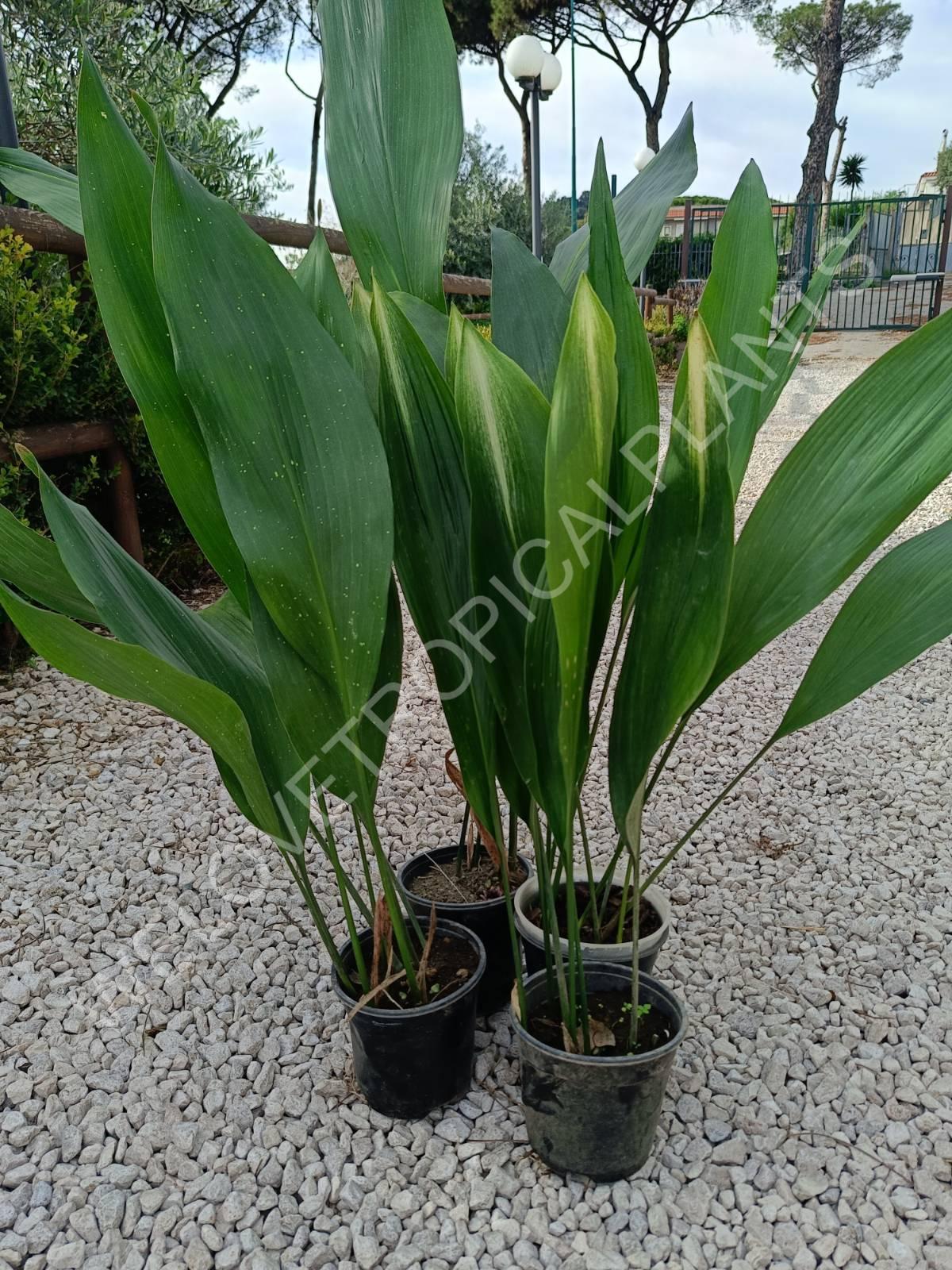 Set of aspidistras 4 in 1