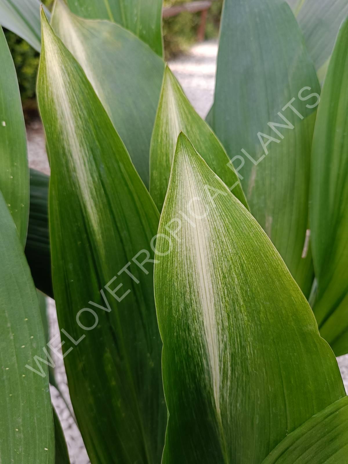 Set of aspidistras 4 in 1