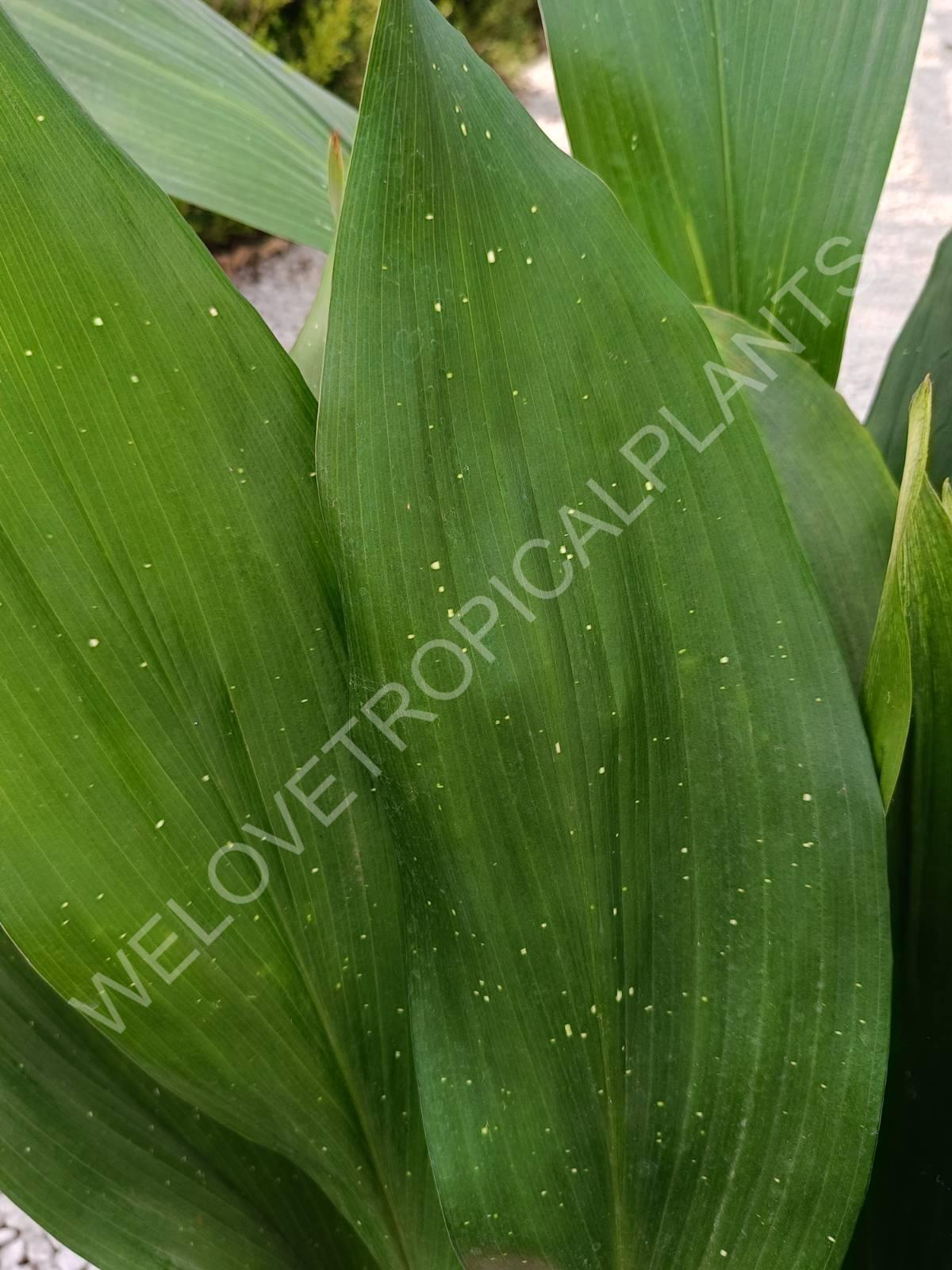 Set of aspidistras 4 in 1