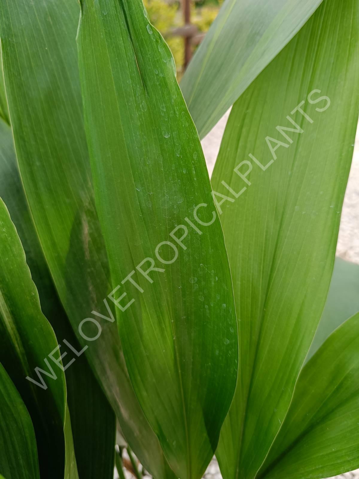 Set of aspidistras 4 in 1