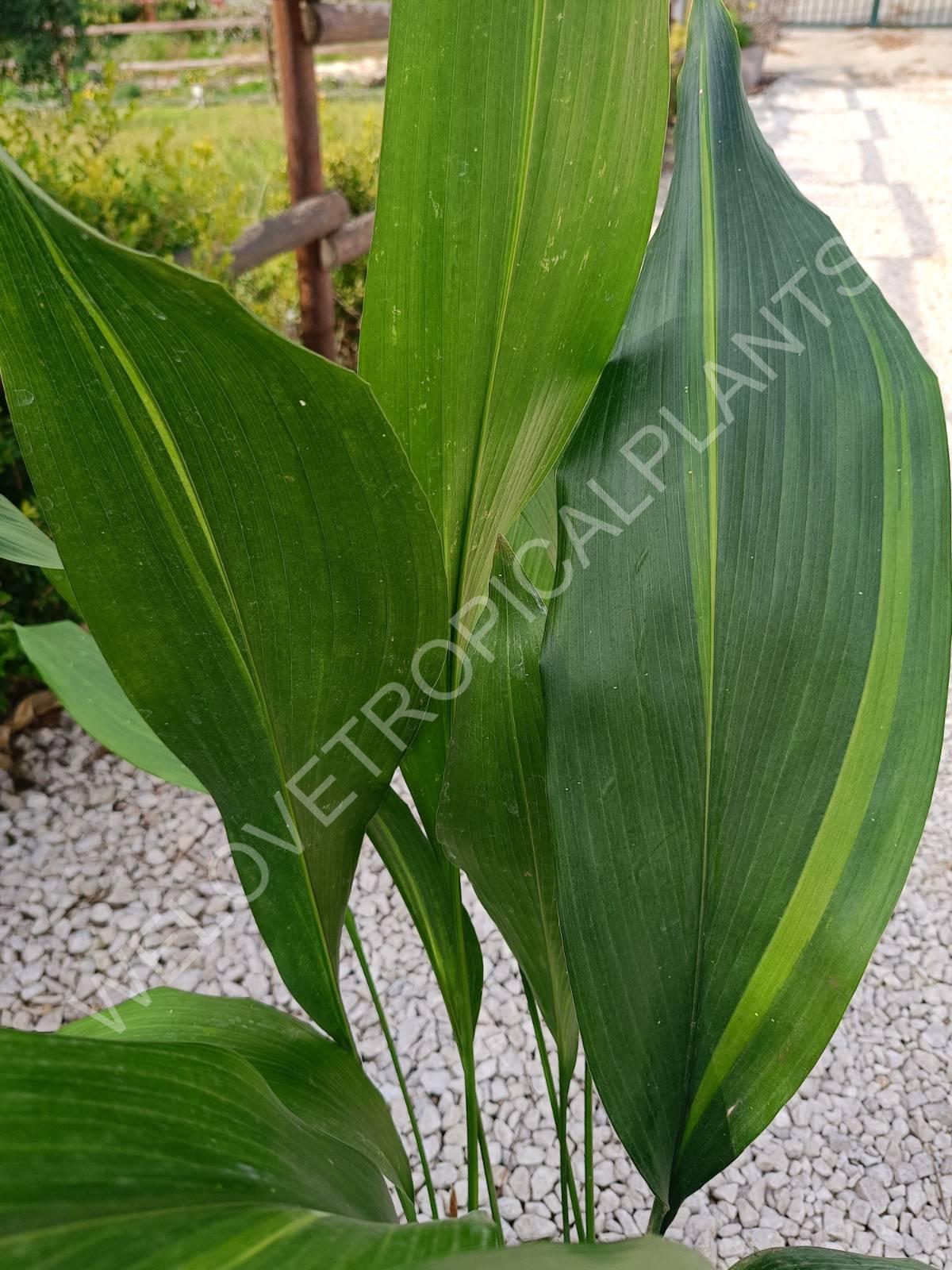 Aspidistra stars and stripes