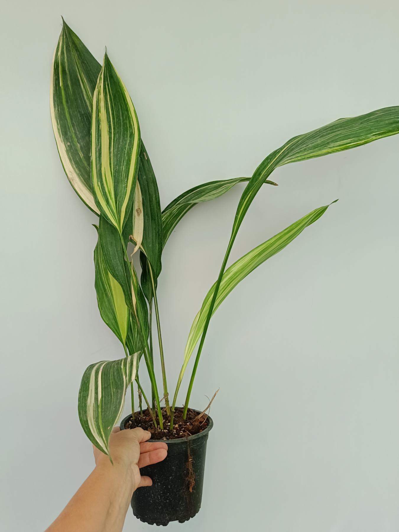Aspidistra elatior variegata