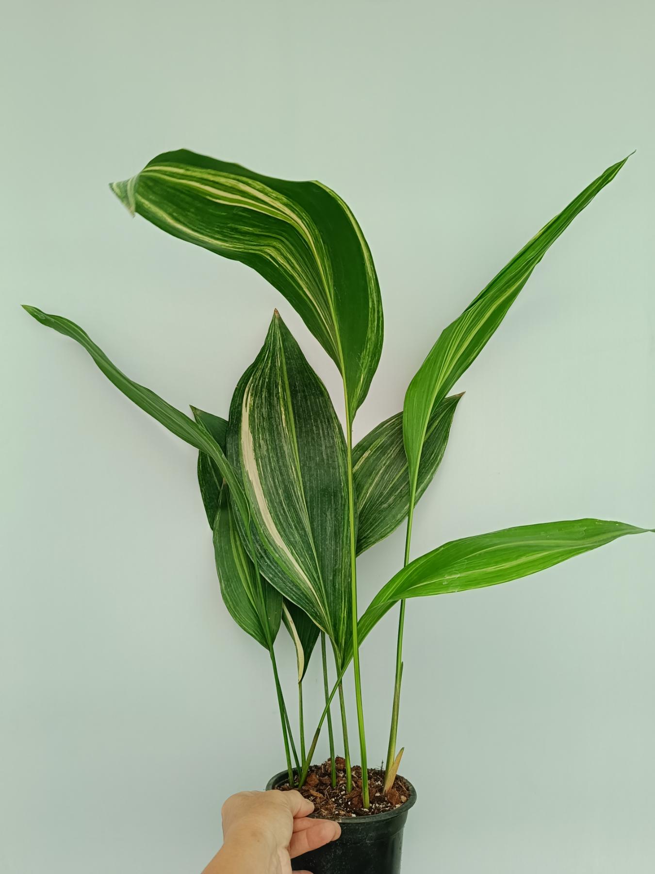 Aspidistra Elatior Variegata