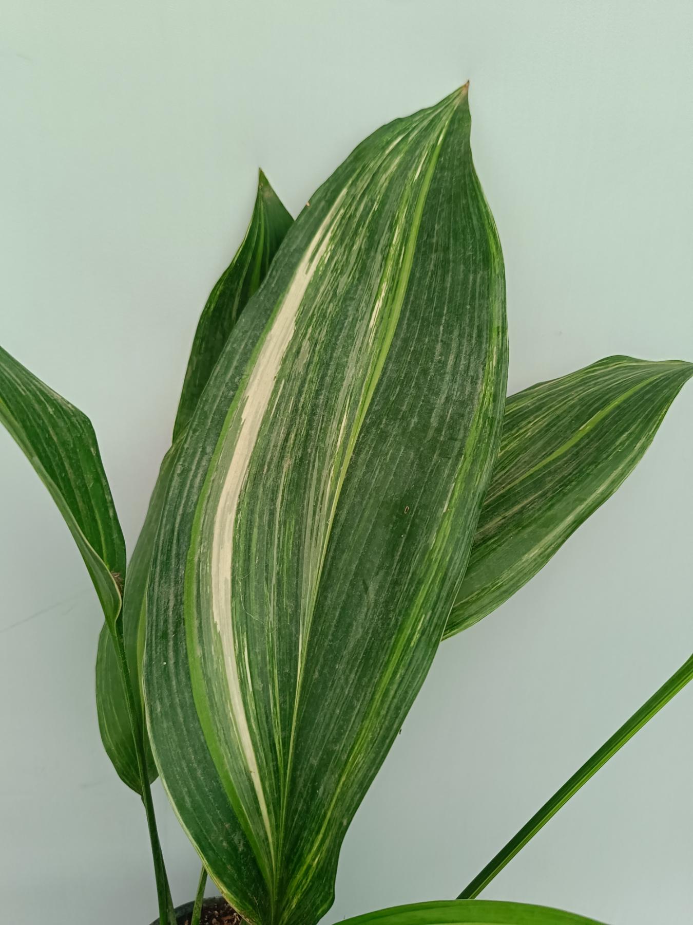 Aspidistra Elatior Variegata