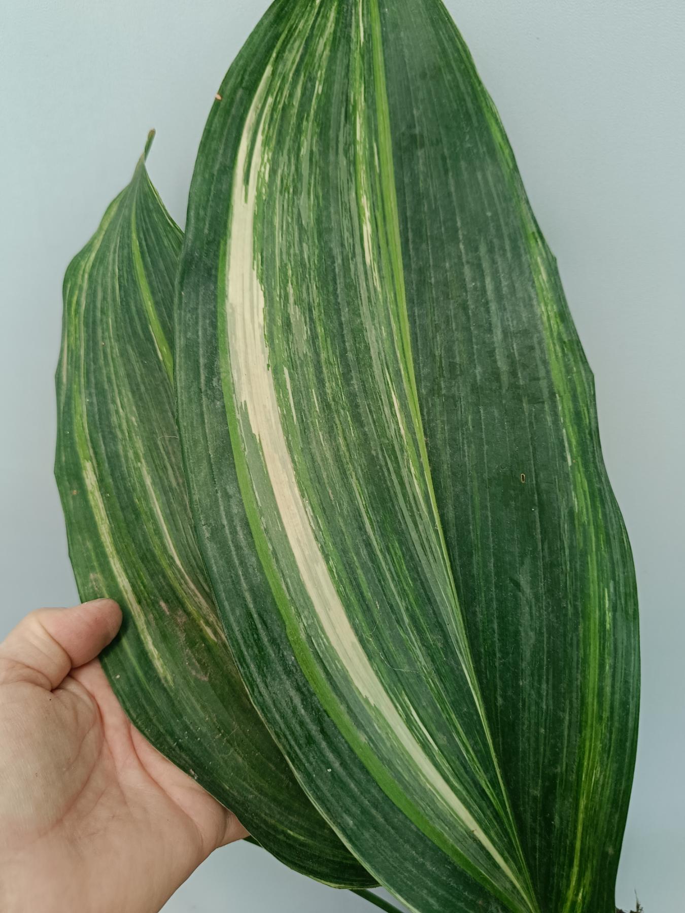 Aspidistra Elatior Variegata