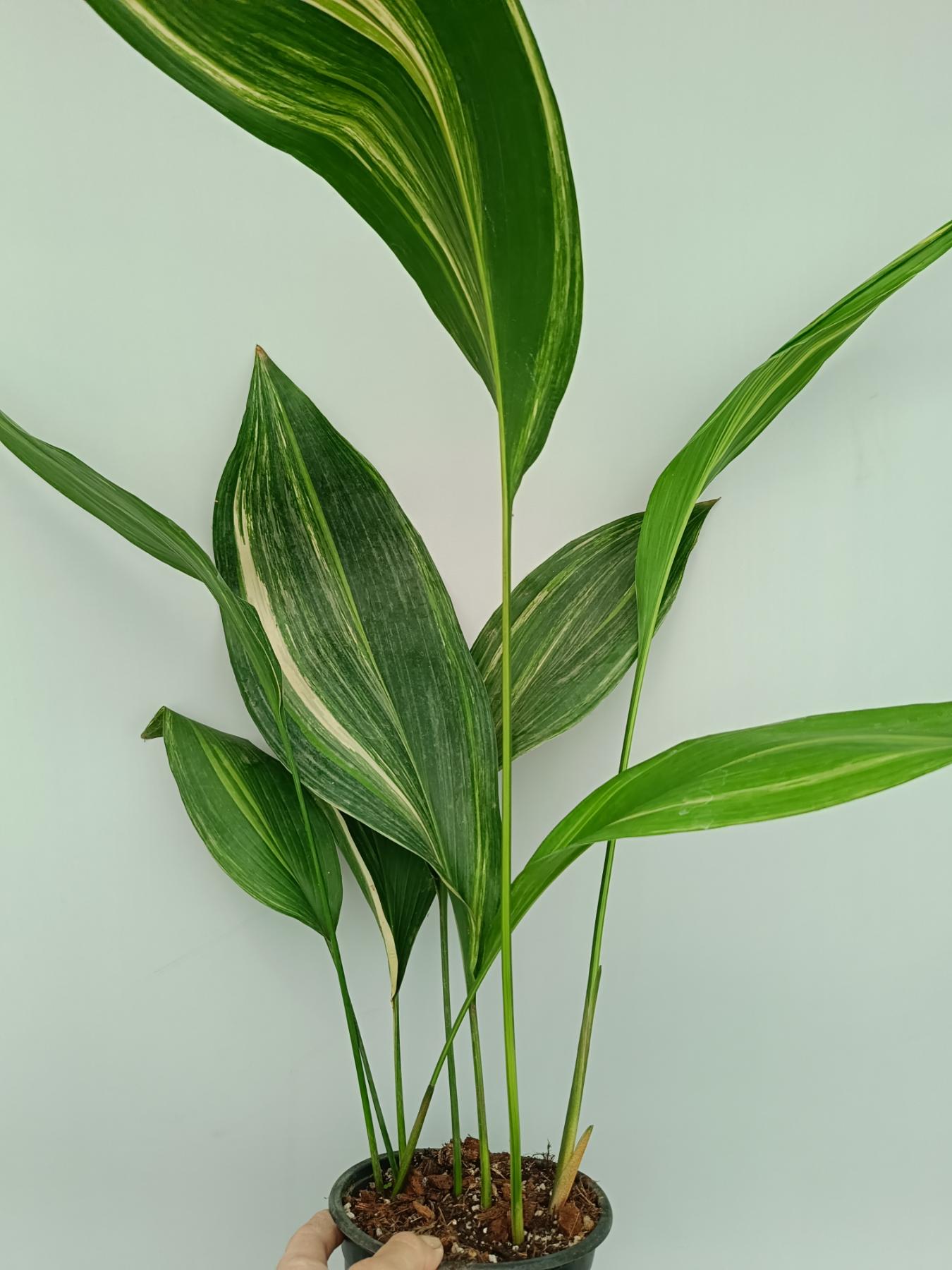 Aspidistra Elatior Variegata