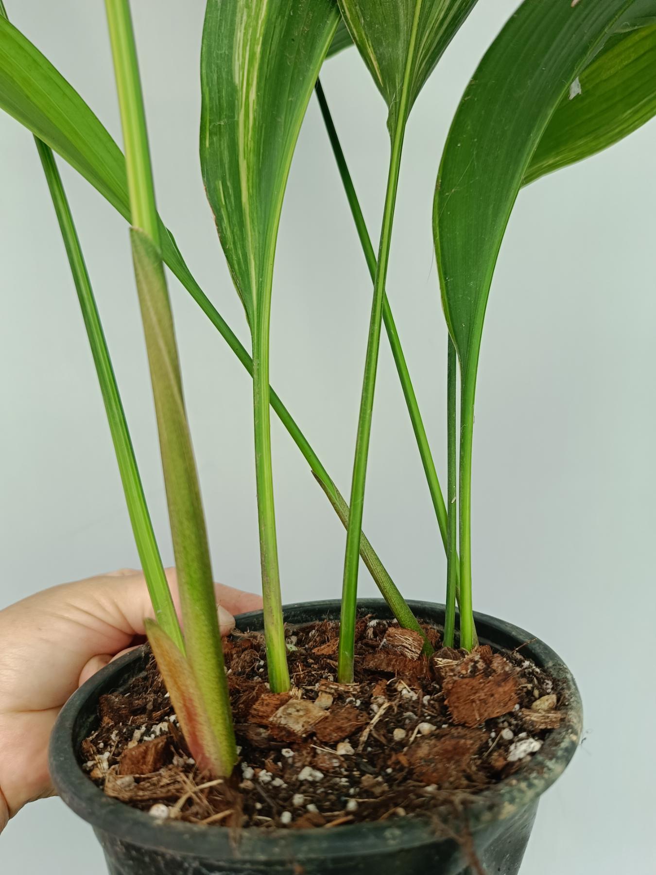 Aspidistra Elatior Variegata