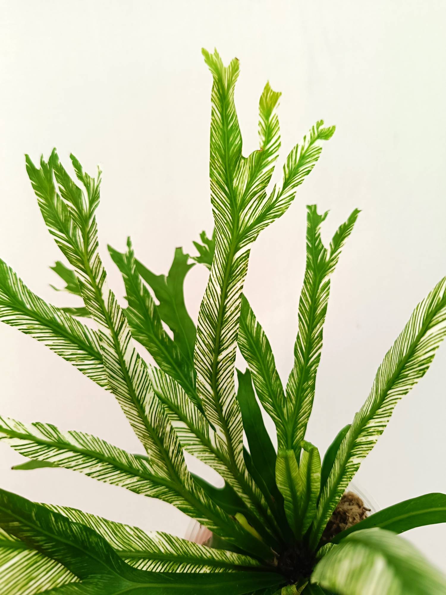 Asplenium Australasicum variegata