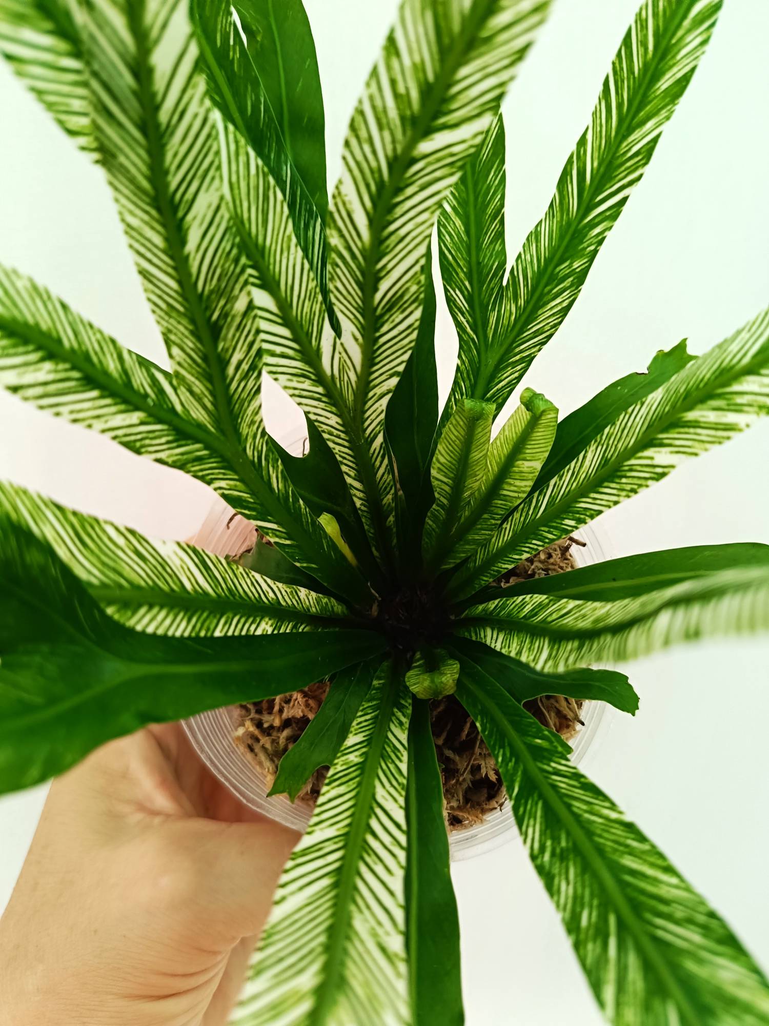Asplenium Australasicum variegata
