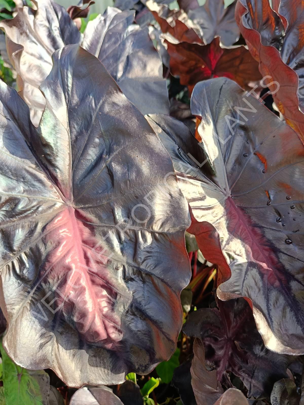 Colocasia Black Lava