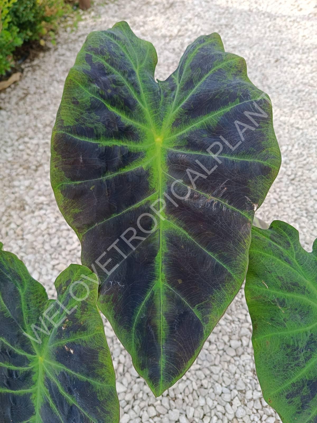 elephant ear plant black beauty Colocasia illustris Black Magic