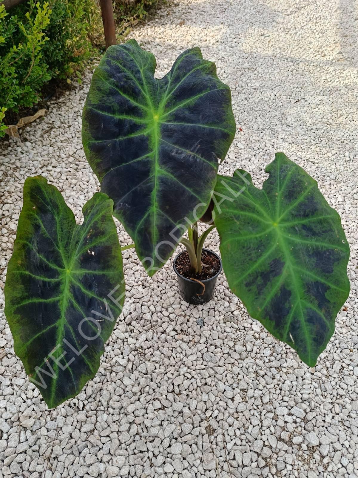 Colocasia illustris Black Magic