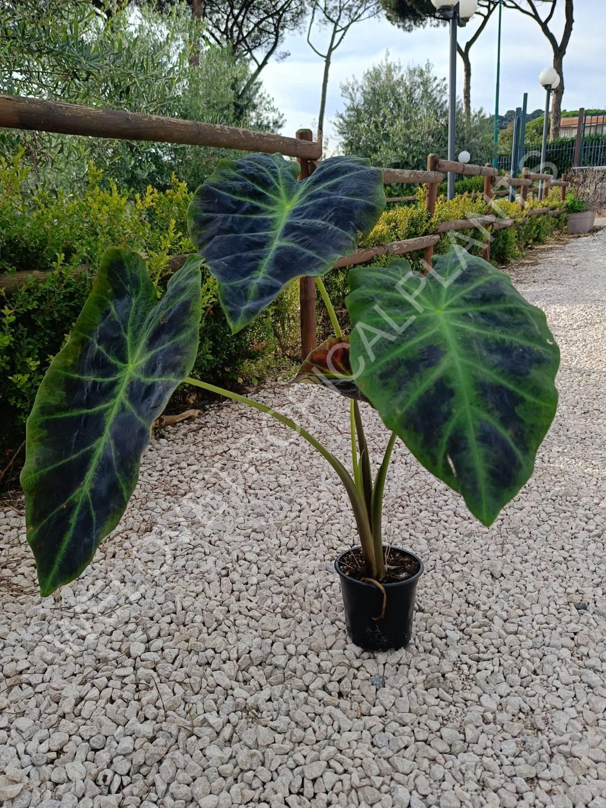 Colocasia illustris Black Magic