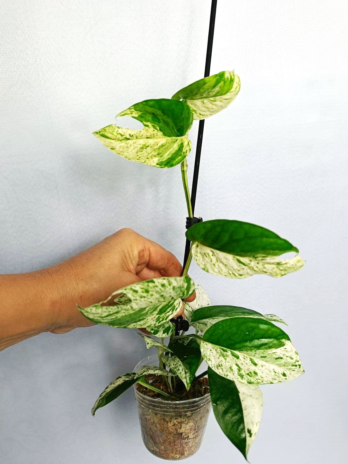 Epipremnum 'Marble Queen'
