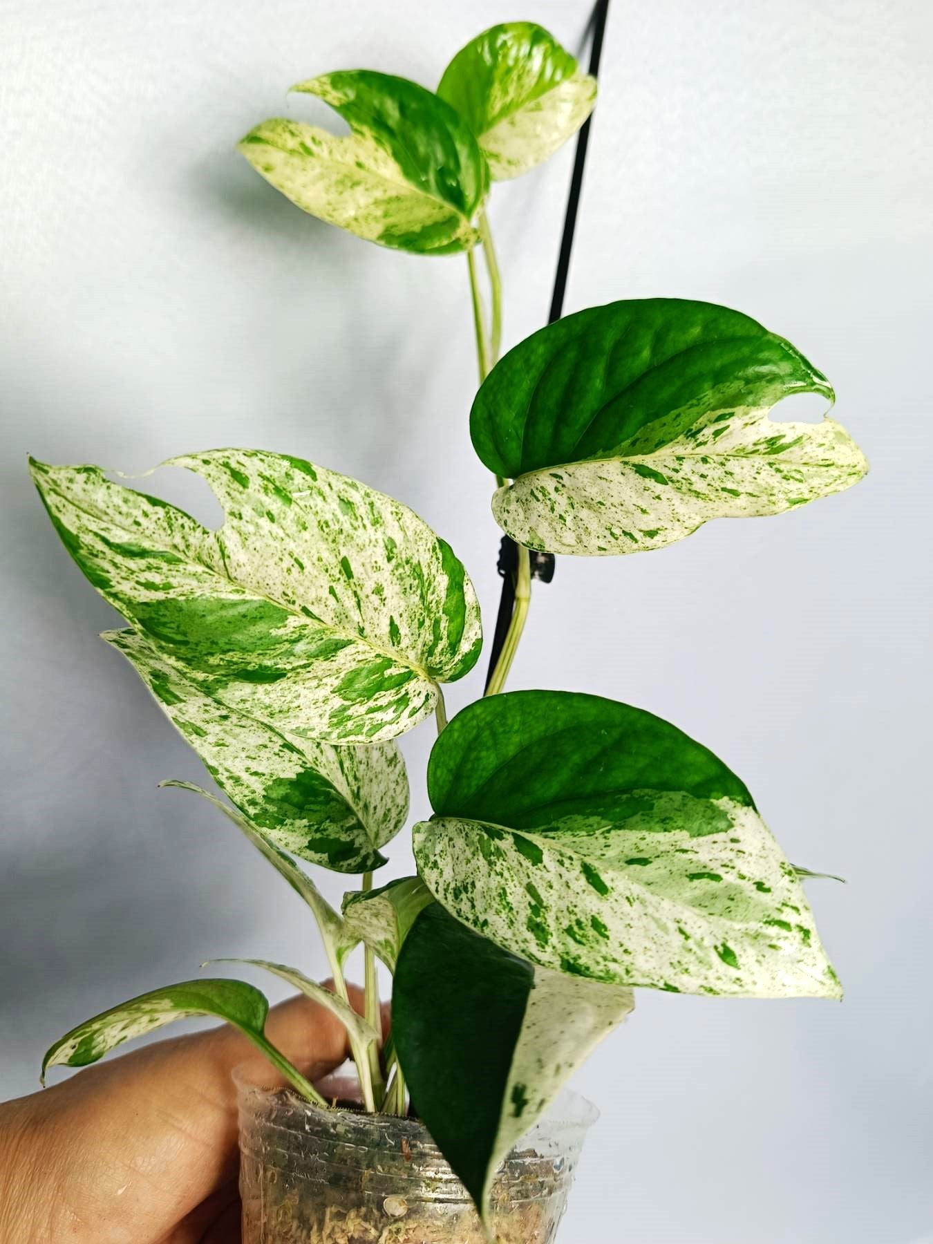 epipremnum pothos marble queen Epipremnum 'Marble Queen'