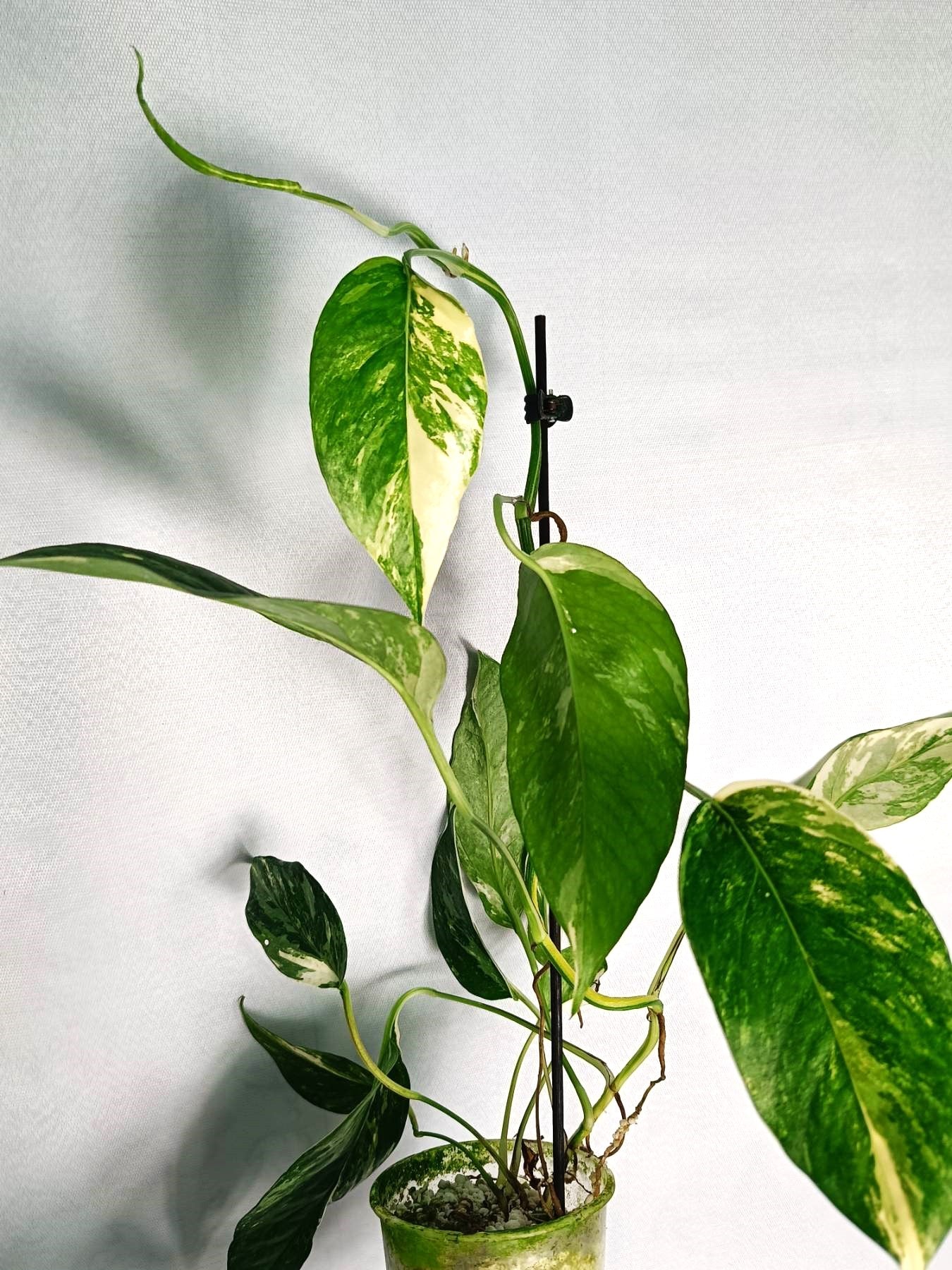 epipremnum white variegata Epipremnum Pinnatum variegata