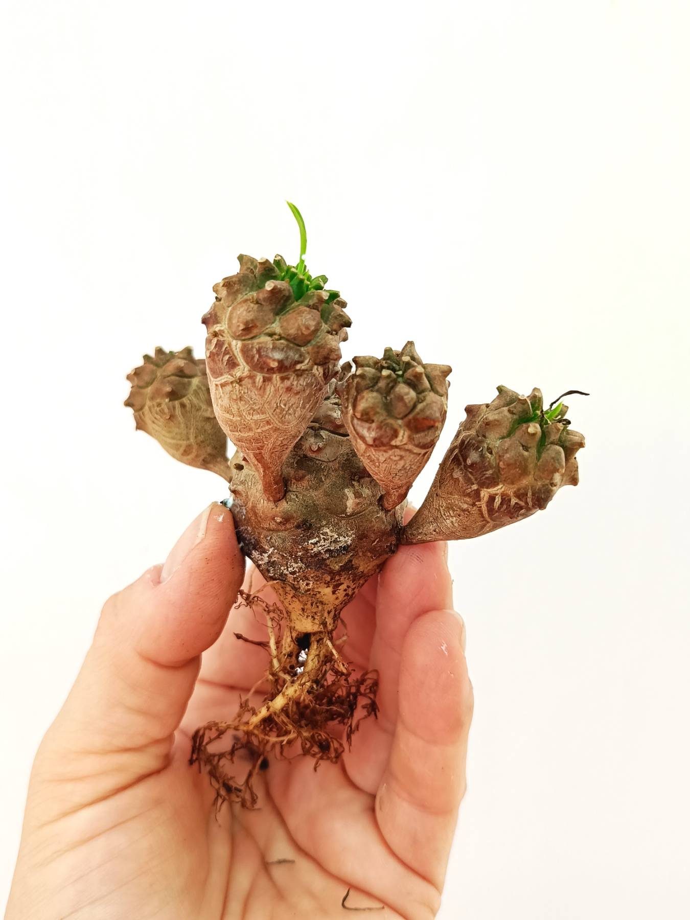 Euphorbia 'Gabisan'