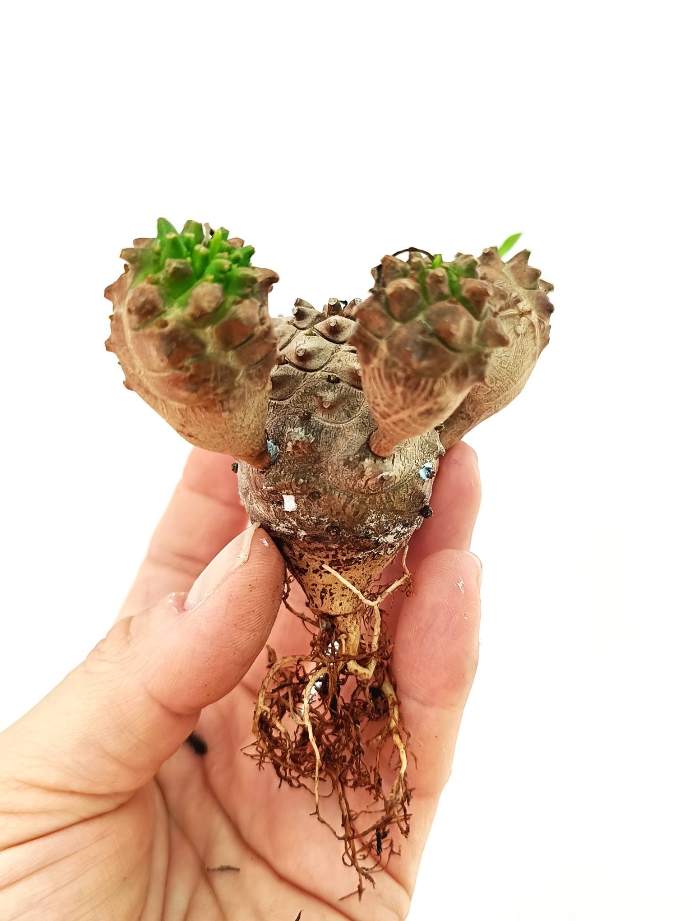 Euphorbia 'Gabisan'