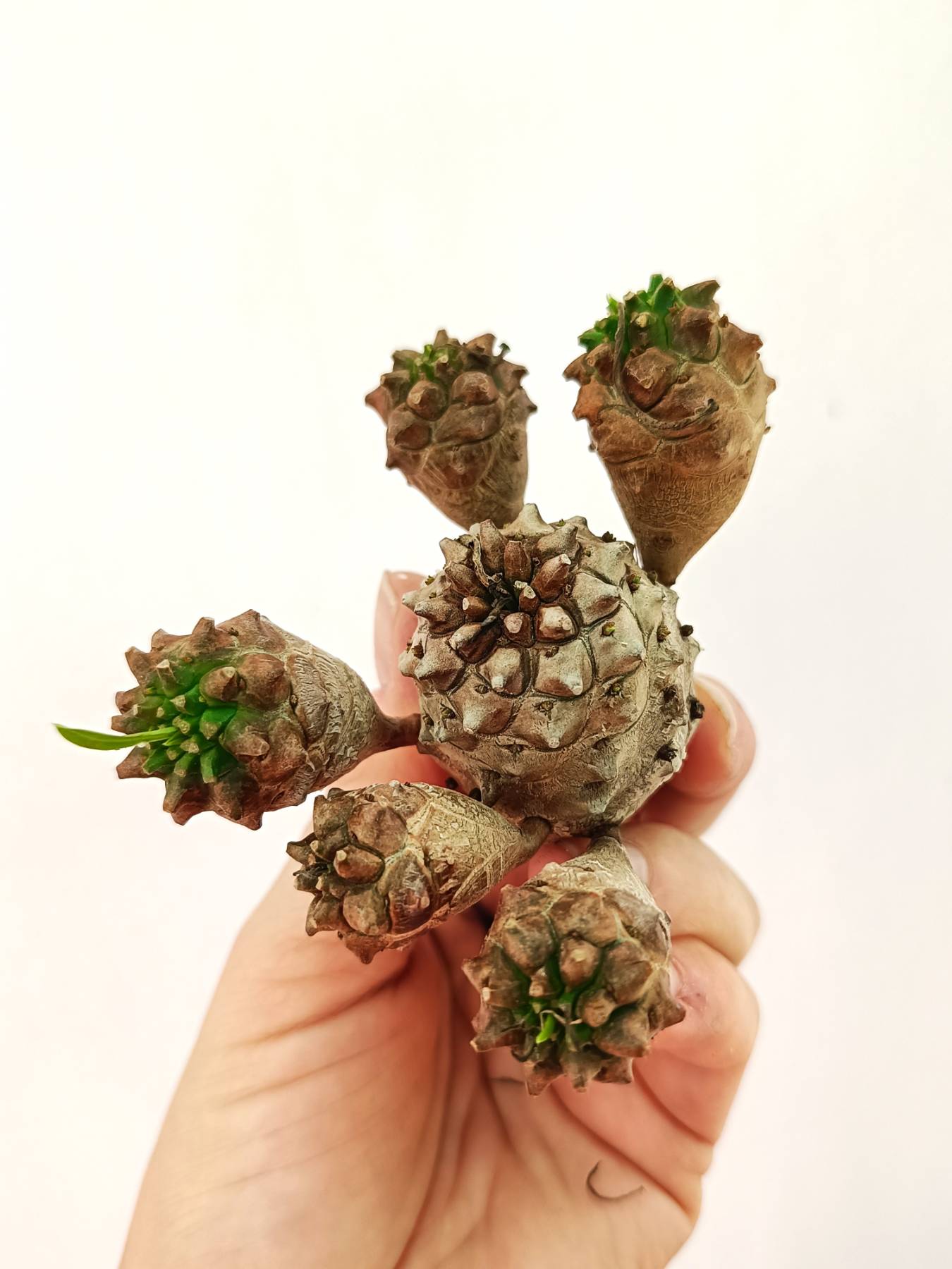Euphorbia 'Gabisan'
